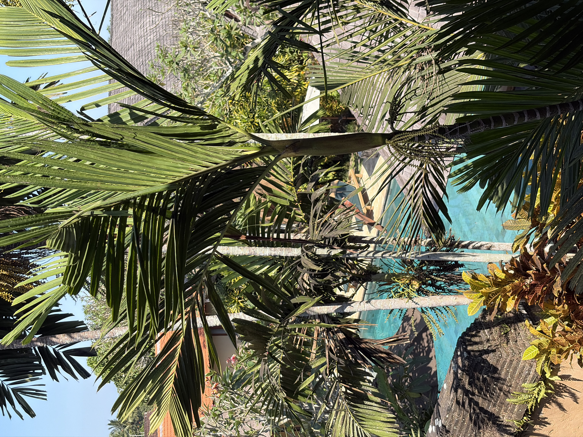 In the city of Ubud, Indonesia, this image captures a serene outdoor setting. Lush green palm fronds dominate the foreground, their leaves casting dappled shadows on a textured, possibly stone, surface in the lower left corner. Beyond the foliage, a vibrant turquoise swimming pool is visible, with lounge chairs positioned nearby. In the background, a building with a grey, tiled roof is partially obscured by more greenery, including flowering plants. The sky is a clear, bright blue. The scene appears to be a tranquil resort or private residence, bathed in bright daylight.