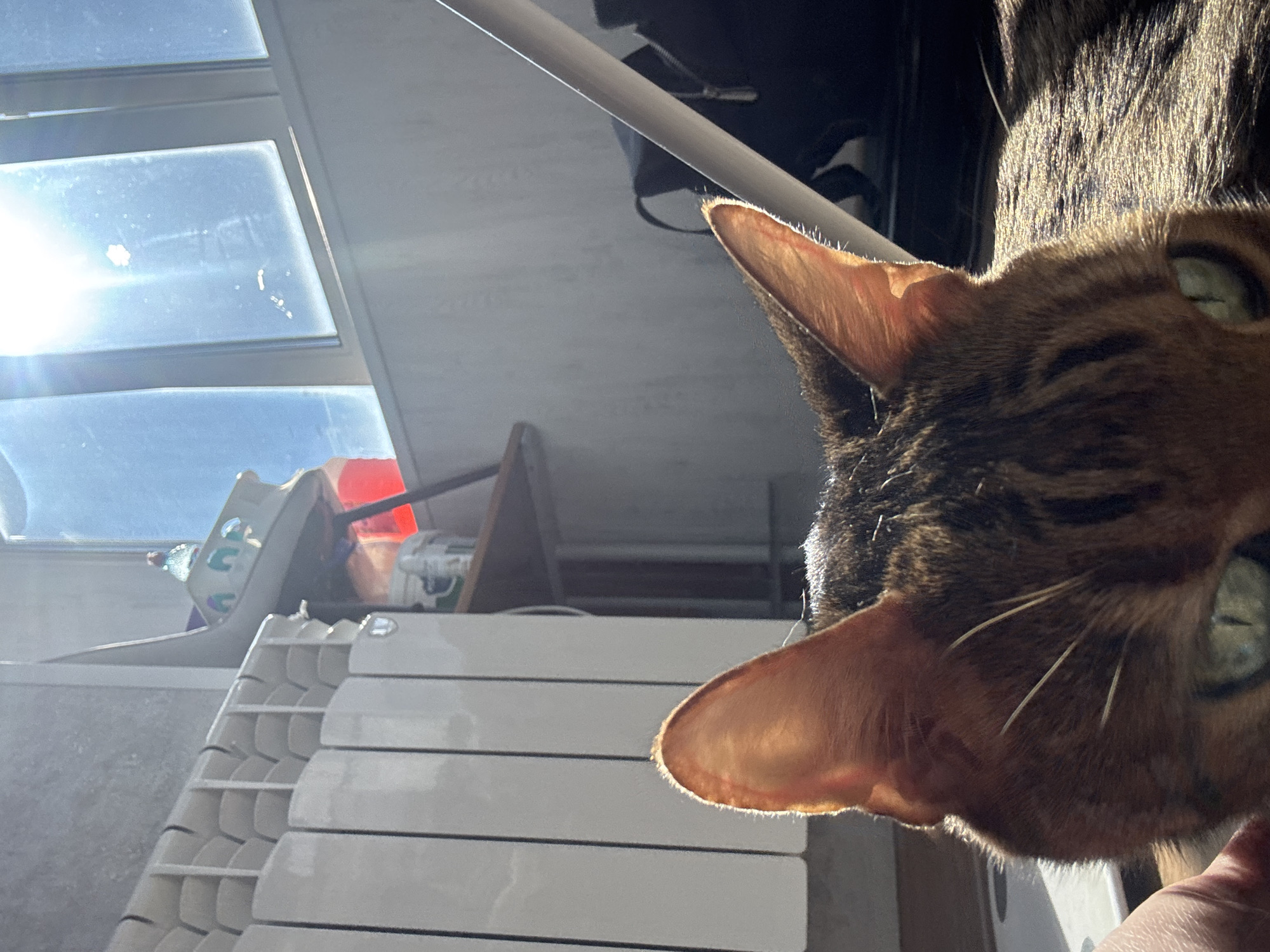 An extreme close-up shot focuses on the head of a Bengal cat, with its ears and partial face filling the foreground. The cat's fur displays the characteristic spotted pattern of the breed, with warm brown and black markings. Sunlight catches the edges of its ears, creating a glowing effect, and illuminates strands of its fur. The cat's eyes, partially visible, are a striking green color. A human hand is gently touching the cat's head on the left side of the frame.
In the background, a white radiator is visible, its segmented design taking up the left portion of the image. Above the radiator, shelves are sparsely stocked with various items, including what appear to be containers and a small decorative boat. The right side of the background is dominated by a window with a bright, sunlit sky, suggesting it is daytime. A white rod, possibly part of a curtain or blind, runs diagonally across the upper right section of the image, obscuring part of the background. The overall setting appears to be an indoor domestic environment, possibly a balcony or room with a radiator and window. The location is not specified beyond the general context of a home.