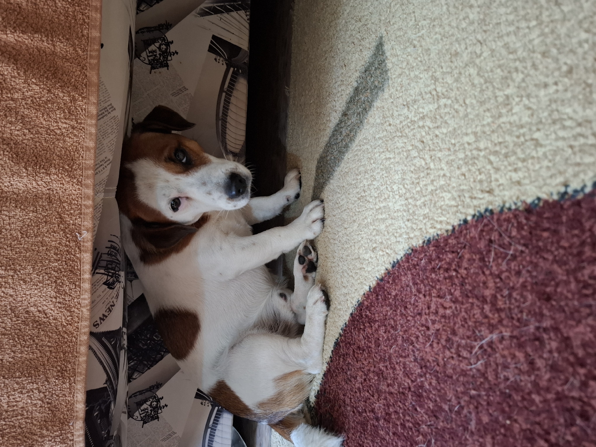 A jack russell terrier dog is looking out from under a piece of furniture, possibly a bed or couch. The dog is white with brown markings on its head and back. It is sitting on a patterned rug. The furniture has a patterned fabric underneath it. The image appears to have been taken indoors. The location in the city of Lisakovsk, Kazakhstan, is not discernible from the image.