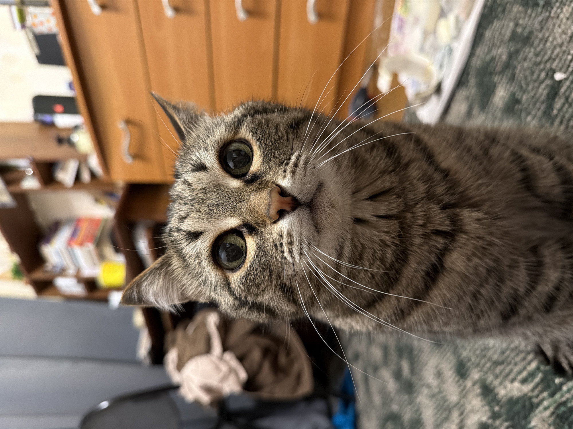 A close-up, vertically oriented photograph captures the head of a domestic tabby cat, tilted significantly to its left. The cat's face, predominantly shades of grey and brown with dark stripes, fills a large portion of the frame. Its large, round, green eyes are the focal point, staring directly at the viewer with visible reflections of light. The pupils are moderately dilated. A pinkish nose and numerous long, white whiskers protrude from its snout. One pointed ear is clearly visible at the top, while the other is partially obscured. The cat's expression appears alert and curious.
The background is heavily blurred due to a shallow depth of field. To the upper left, warm-toned wooden furniture with light-colored handles is visible, suggesting a dresser or set of drawers. To the right and bottom, a textured green and blue fabric, possibly a blanket or carpet, can be discerned. Other indistinct household items are present in the very soft focus of the background. The scene is indoors, likely a home environment, and based on context, is located in Izhevsk, Russia. No visible text is present in the image.