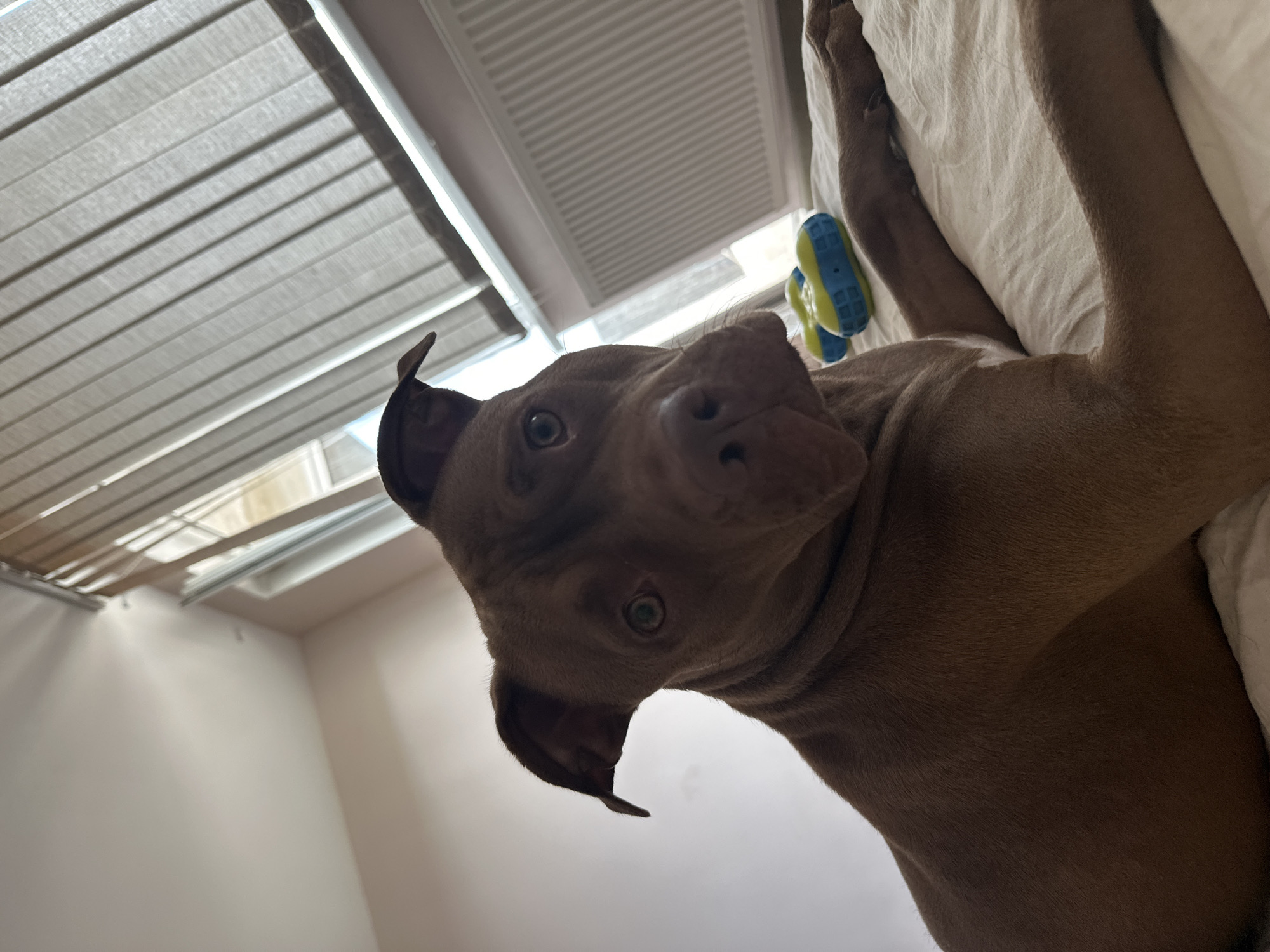 A medium shot captures a brown pitbull dog lying on a bed with its head turned towards the camera. The dog's eyes are open, and it appears to be looking directly at the viewer. Its ears are slightly perked, and its body is relaxed. In the background, vertical blinds cover a window, and a white radiator is visible below the window. A blue and yellow dog toy rests on the bed beside the dog. The room is dimly lit, with natural light filtering in from the window. The scene is indoors, likely a bedroom, based on the presence of a bed and window coverings. No specific location in Malevo, Bulgaria, can be determined from the image alone.