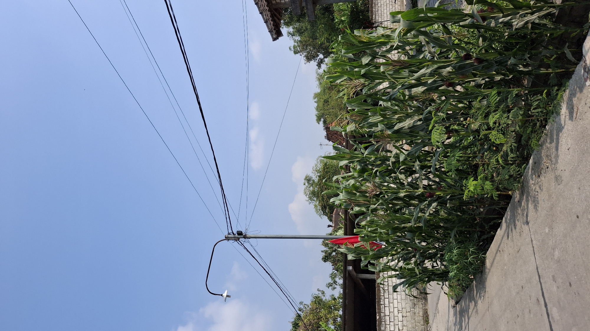The image depicts a scene in Winong, Indonesia, featuring a row of corn plants along a paved pathway. A red flag is visible amongst the cornstalks. In the background, there are buildings with tiled roofs, a brick wall, and a street lamp. Overhead, power lines stretch across the clear blue sky, dotted with a few white clouds. The environment suggests a rural or semi-rural setting within the town.