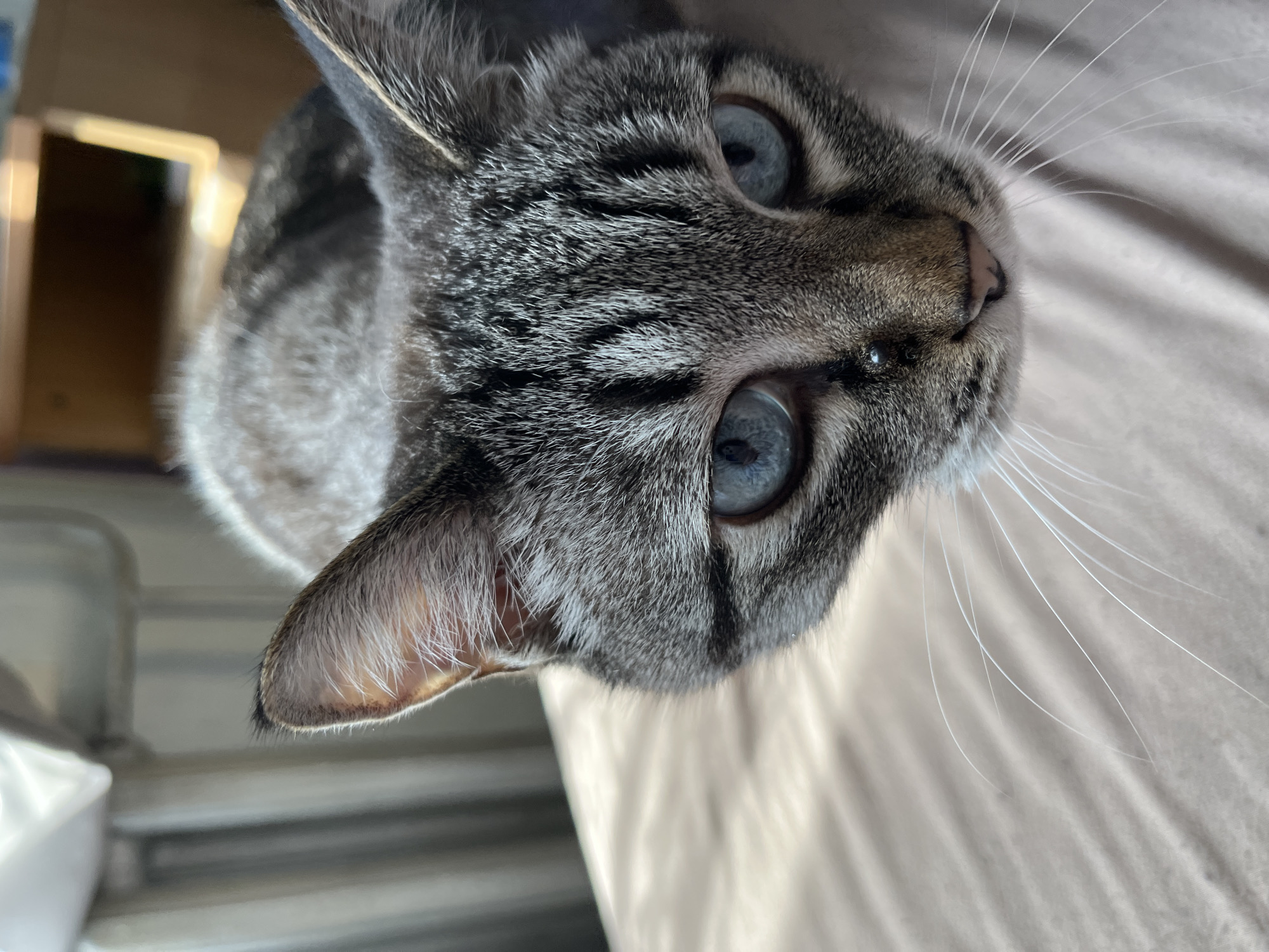 A close-up, slightly angled shot of a tabby cat's face. The cat has gray and black striped fur, piercing blue eyes, and long white whiskers. The background is a light beige, possibly a bedsheet. The location in the city of Chaikovsky, Russia is not apparent from the visual information provided.