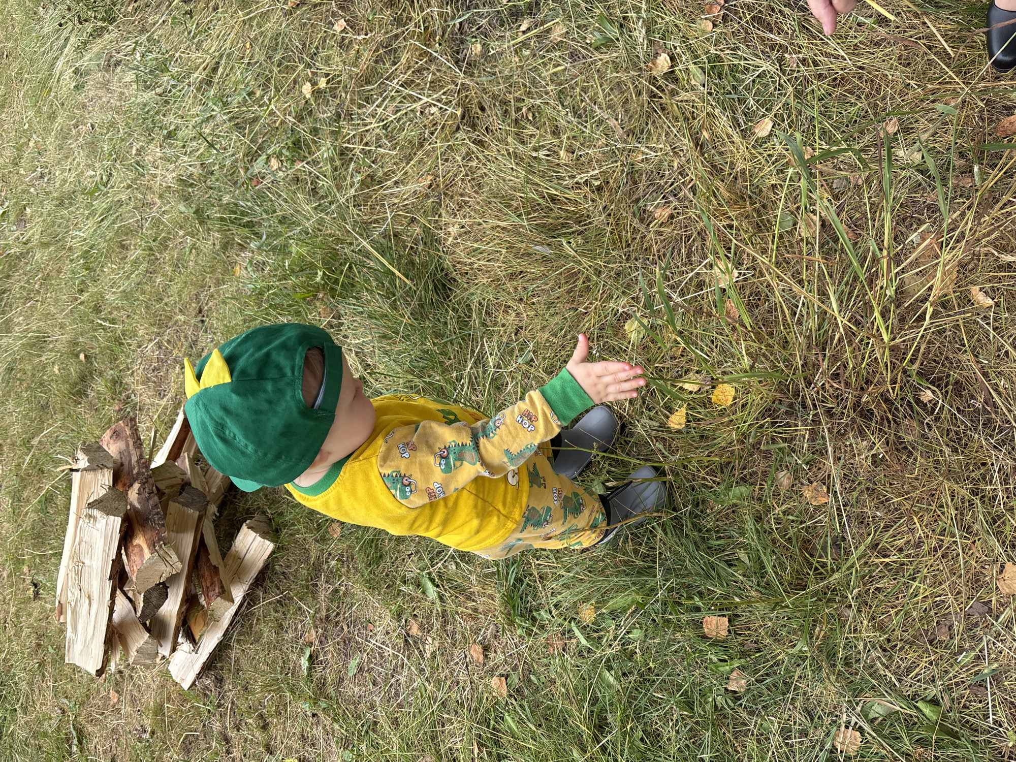 A young child, appearing to be under five years old, is standing in a grassy area, possibly a yard or a park. The child is wearing a yellow long-sleeved shirt and pants with a repeating pattern of cartoon dinosaurs, a green baseball cap with a yellow brim, and grey rain boots. The child's right hand is extended towards the grass. In the background, to the left, is a neatly stacked pile of chopped firewood. The environment appears to be outdoors with dry and green grass, scattered fallen leaves, and some taller green plants. The lighting suggests an overcast day. The geographical location is specified as Siberia, Russia. There is also a partial view of an adult's hand to the far right of the frame, reaching towards the grass.