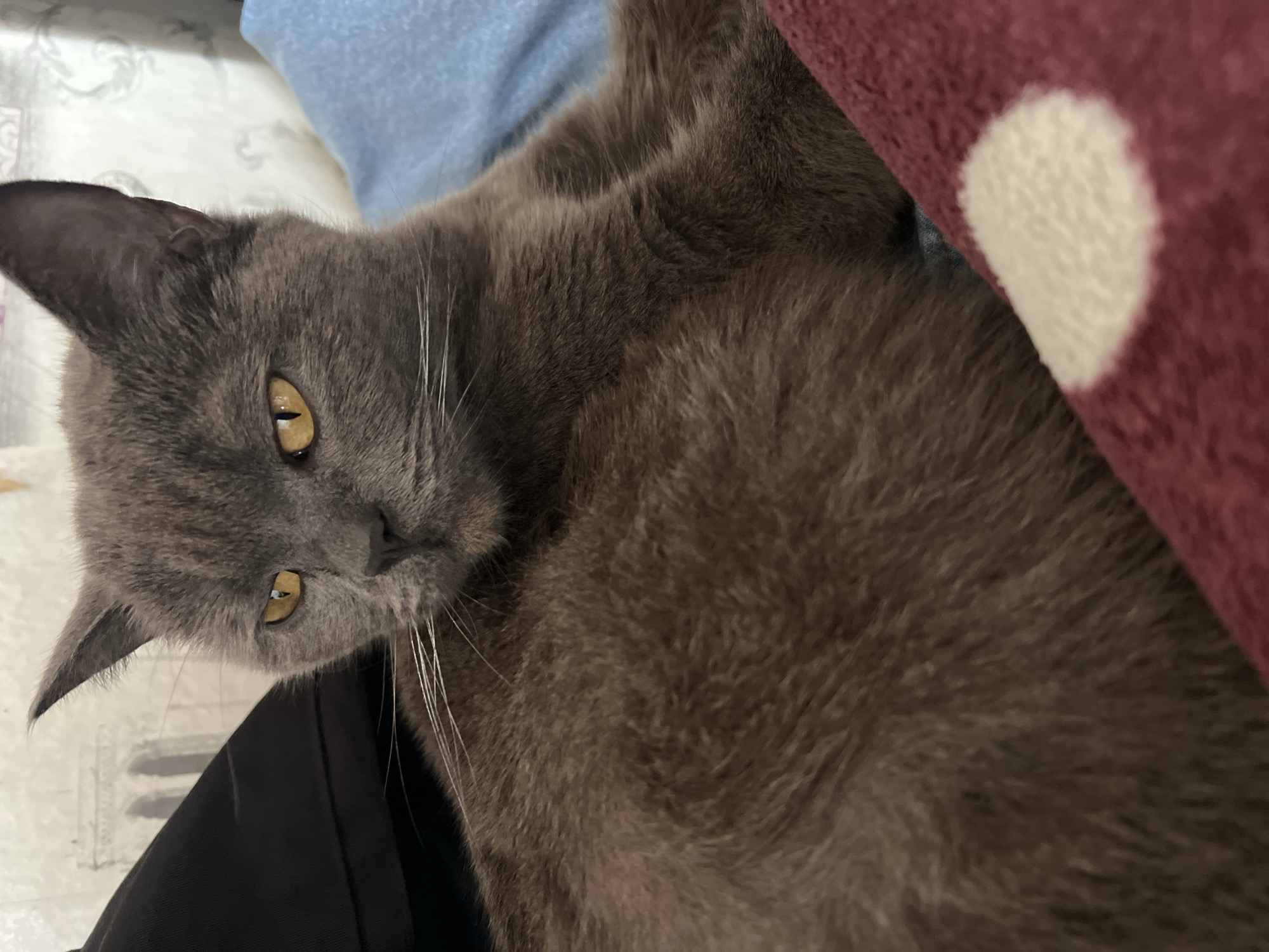 A gray cat with yellow eyes rests on a surface. A blue pillow is partially visible behind its head. A maroon-colored blanket with white polka dots is situated to the right of the cat. The scene is indoors. The location is not discernible from this image.