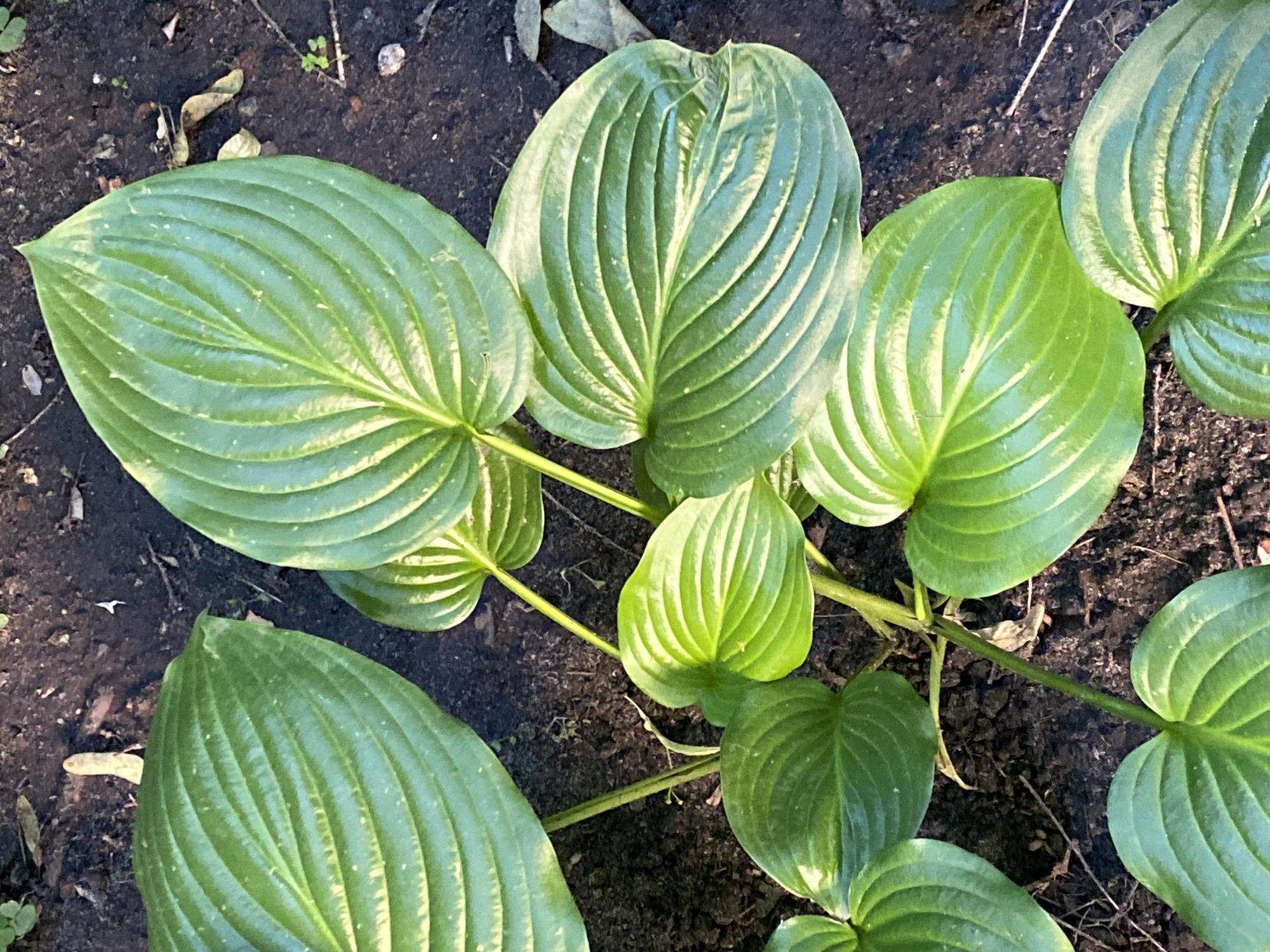 This is a close-up, overhead shot of several large, vibrant green hosta leaves growing from dark, rich soil. The leaves are ovate with prominent parallel veins running from the stem to the leaf's edge. Some leaves are large and fully unfurled, while smaller, newly emerging leaves are also visible. The sunlight catches the waxy surface of the leaves, creating highlights and showcasing their texture. The soil is dark and appears to be moist, with a few small twigs and fallen leaves scattered on the surface. There is no visible text in the image. The scene suggests a garden setting, likely outdoors. The lighting indicates it could be daytime, possibly morning or late afternoon given the direction of the light. The overall impression is one of healthy plant growth in a natural environment. The location context of Novaya Usman', Russia, places this scene in a specific geographical and climatic region.
