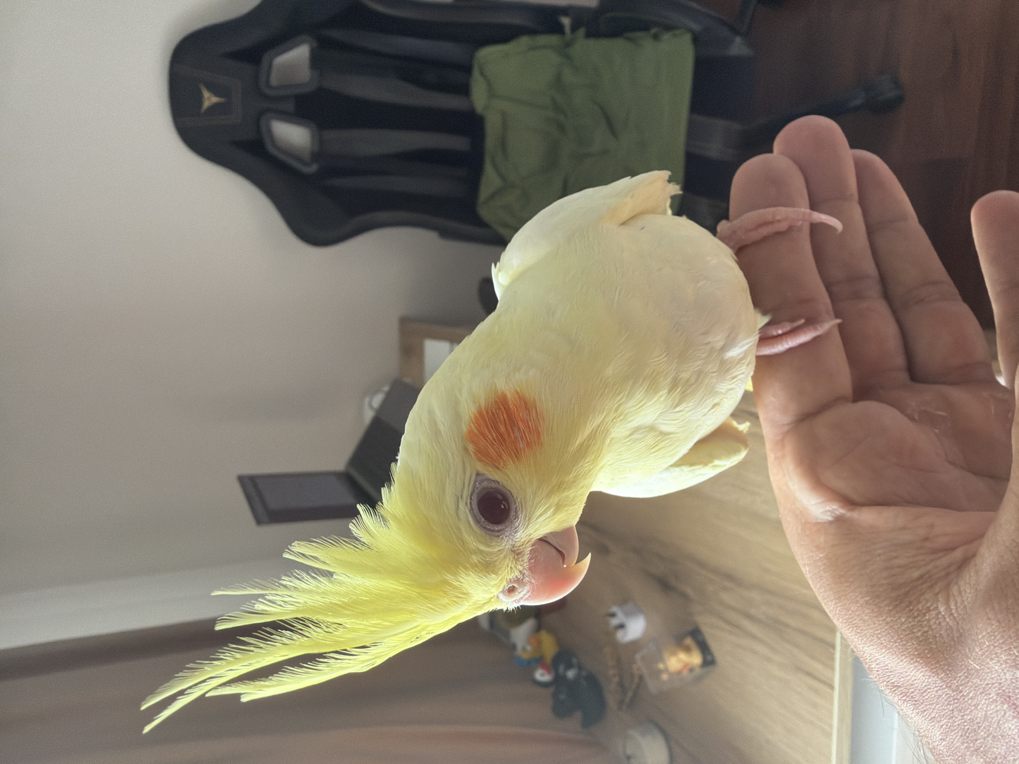 A yellow cockatiel with orange cheek patches and a red eye is perched on a person's hand, which is in the foreground. The bird is looking to the left. In the background, a black gaming chair with a green cushion on it is visible, along with a wooden desk that has a laptop and various small objects on it. The scene appears to be indoors.