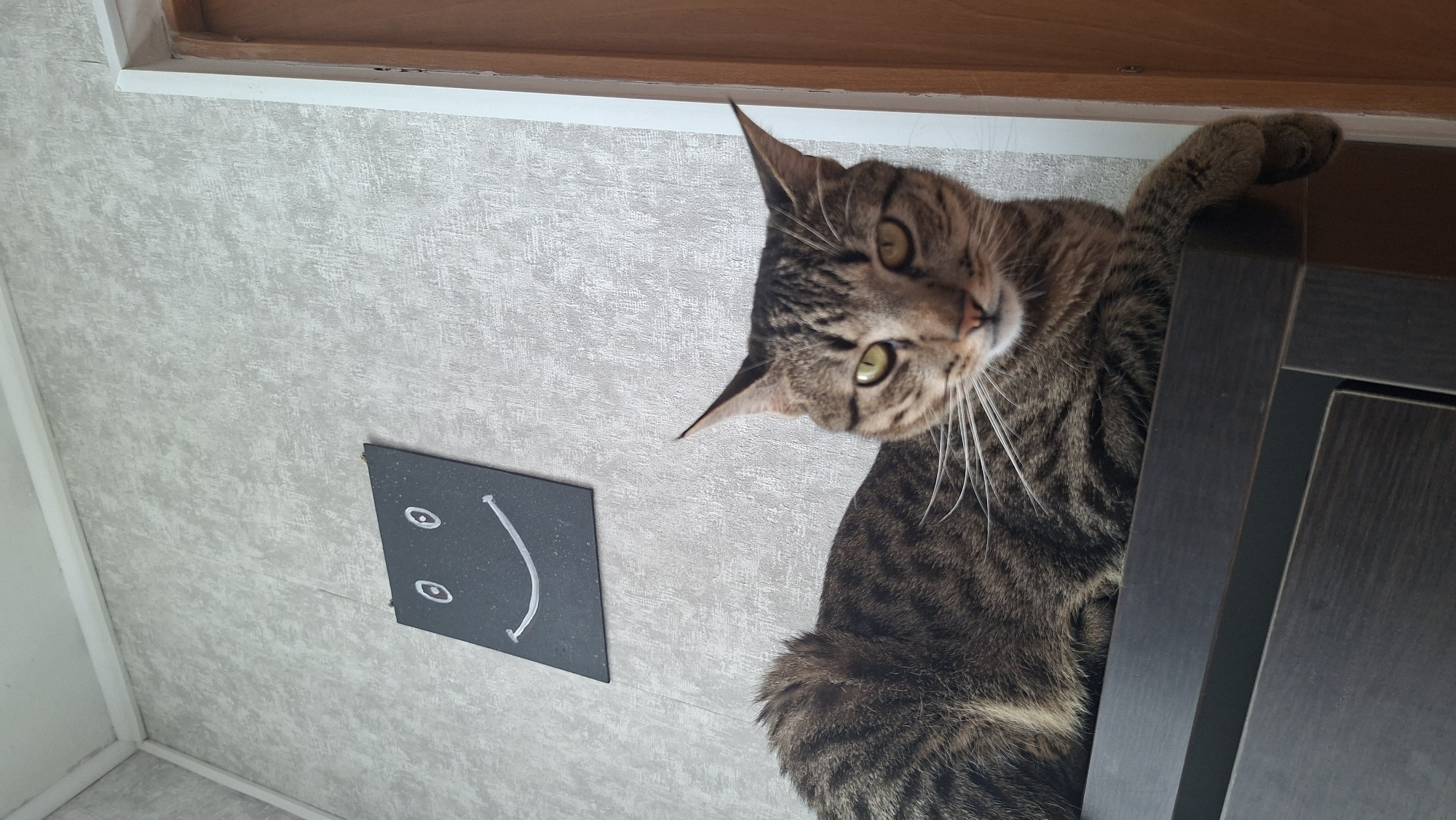 A tabby cat with green eyes is lying on a dark wooden surface in front of a gray, textured wall. A black square with a smiley face drawn in white is hanging on the wall behind the cat. The image was taken indoors, likely in a residential setting. There is no indication that this image is located in Myadzyel, Belarus.