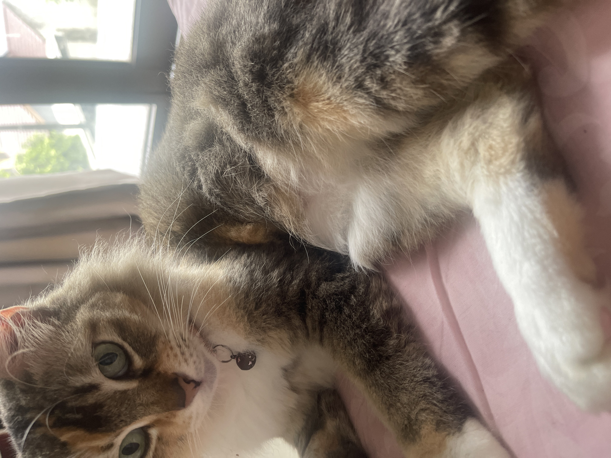 A close-up, high-angle, eye-level shot shows a calico cat lying on a pink surface. The cat is facing left, with its head tilted slightly down. Its green eyes are open, and its ears are perked up. A silver collar with a small, circular charm hangs around its neck. The cat's fur is a mix of brown, black, white, and orange. The background is blurred, but appears to be a window with sunlight streaming through. There is no indication of the location in the city of Unknown, Unknown.