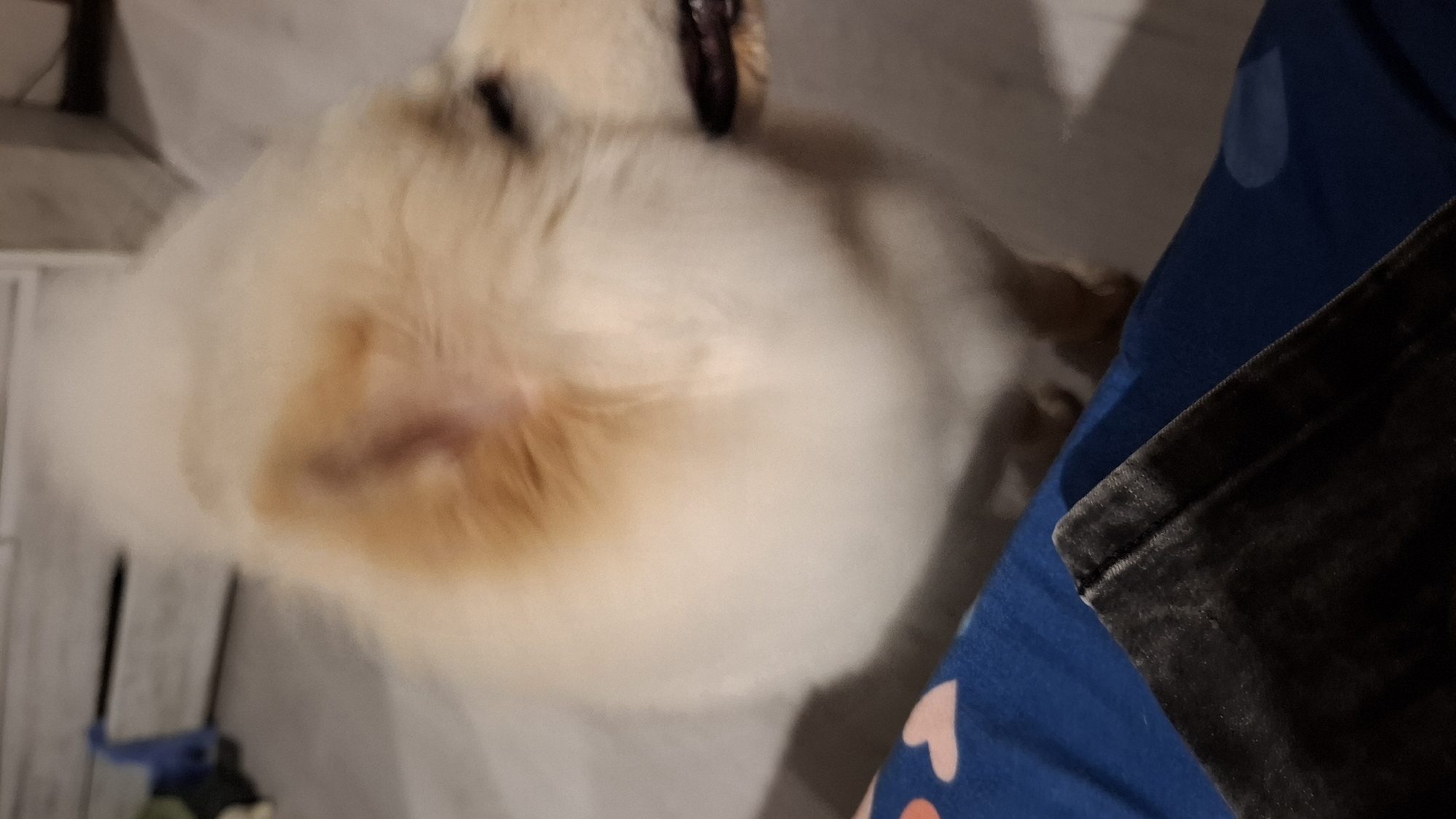 An indoor, close-up photograph taken in the city of Unknown, Unknown, shows a fluffy, cream-colored dog with light brown markings around its ears and snout. The dog is positioned on a pale floor, facing right with its mouth slightly ajar, and exhibits motion blur across its head, indicating movement. In the bottom-left foreground, a segment of dark, textured fabric, likely velvet, forms a sharp corner over a blue textile patterned with pink hearts. The background is blurred, revealing a light-toned floor and indistinct white furnishings.
