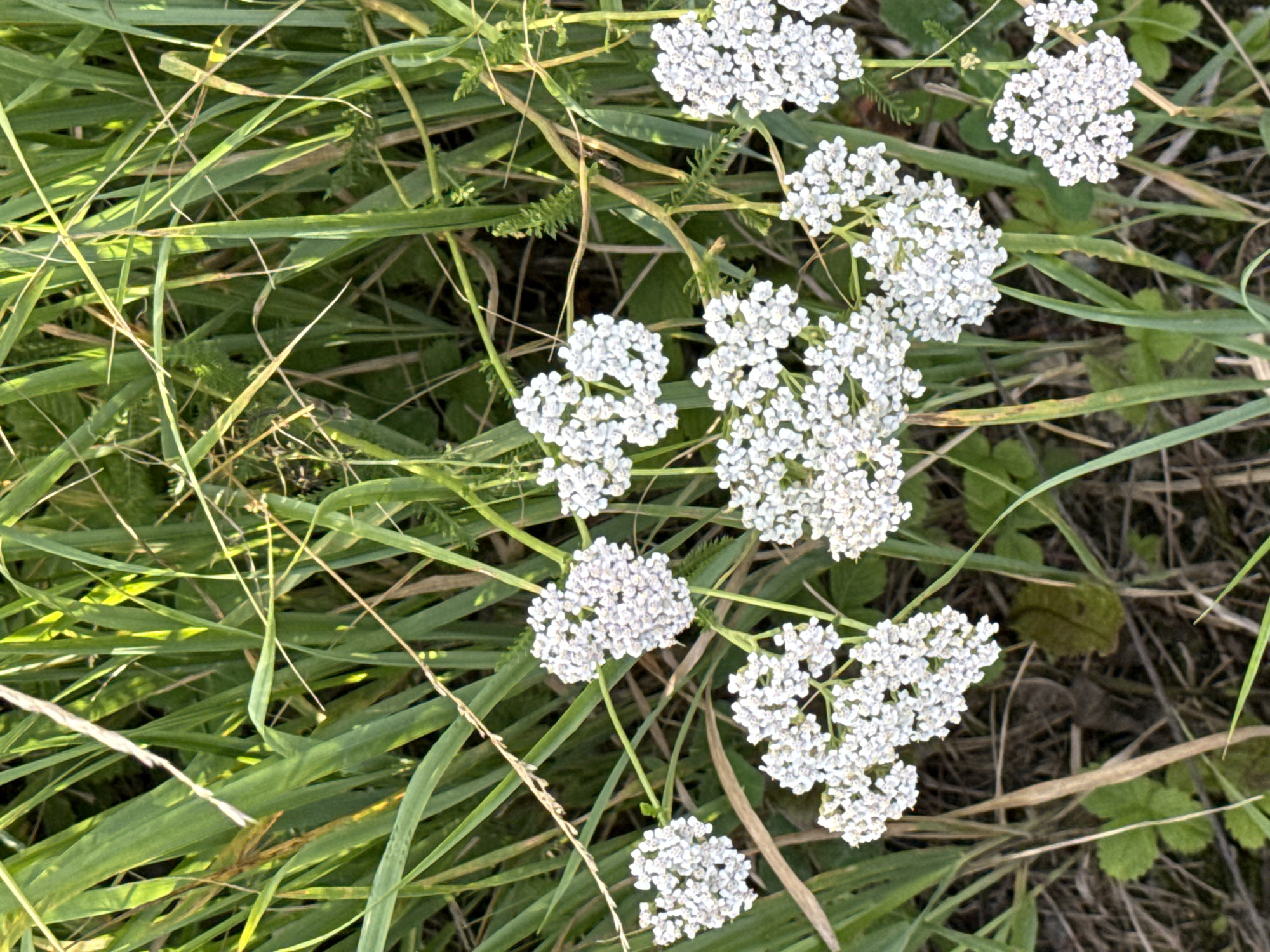 The image is a close-up, eye-level, vertical shot of a cluster of white yarrow flowers (Achillea millefolium) in a grassy, natural environment. The flowers are arranged in flat-topped corymbs and are surrounded by tall, green grass and some dry stalks. The lighting suggests it is daytime, with sunlight illuminating the scene. The background is softly blurred, emphasizing the flowers. The scene appears to be in a rural or wild area, possibly a field or meadow. The location is identified as Nogaevo, Russia. There are no people or animals visible in the image. The image captures the natural beauty of the wildflowers within their natural habitat.