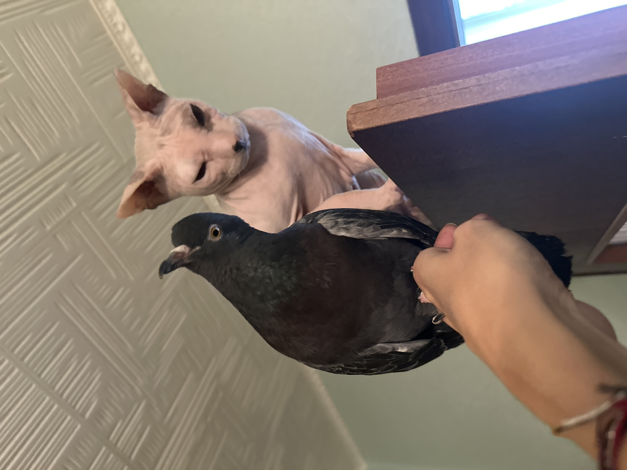 A pigeon is held by a human hand in the foreground, facing a Sphynx cat perched on a wooden shelf in the background. The cat is light pink and hairless, with large ears and a wrinkled face. The pigeon is dark gray with iridescent feathers. The background shows a light green wall and a textured ceiling. The scene is indoors, with a window visible in the background. There is no information in the image to suggest the location is Togliatti, Russia.