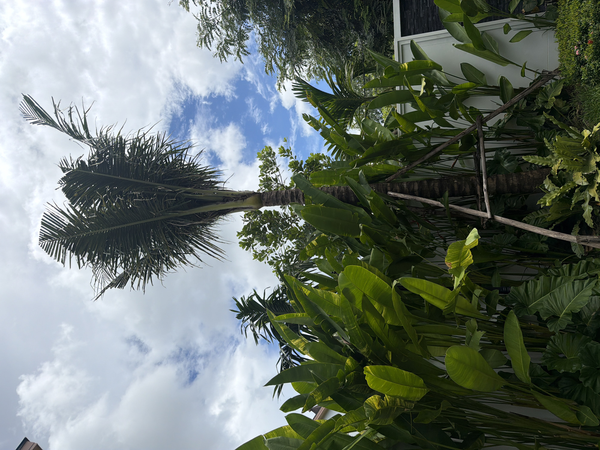 A tall palm tree, supported by wooden bracing, stands in a garden in Thep Krasatti, Thailand, against a backdrop of a cloudy blue sky. Large, glossy green leaves of other plants, some with yellow variegation, fill the foreground and sides of the frame, creating a dense, lush environment. A white wall with a dark stone accent runs along the right side of the scene.