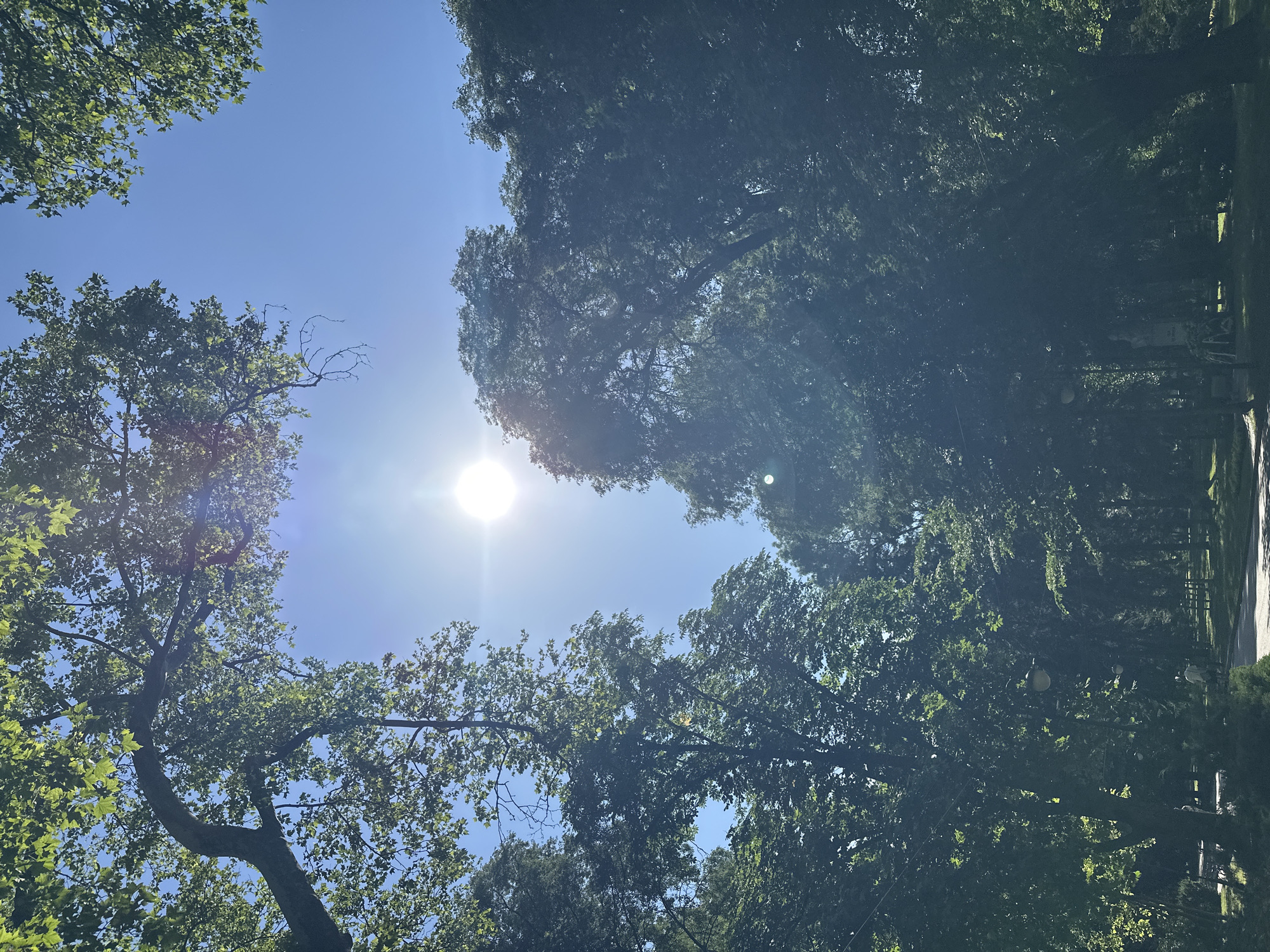 The image captures a perspective looking directly upwards through a dense canopy of trees towards a clear blue sky. The bright sun is prominently featured near the center of the frame, emitting strong light rays and causing a noticeable lens flare. The sky is a uniform, vibrant blue with no clouds visible.
Large deciduous trees with abundant green foliage frame the sky, forming an organic opening around the sun. The leaves and branches vary in brightness, with some areas heavily sunlit and others deeply shadowed, creating a high-contrast scene. The thick arrangement of the trees suggests a forest, park, or a heavily tree-lined area.
The time of day appears to be midday or early afternoon due to the sun's high position and intense brightness. The weather is clear and sunny. There are no people or specific activities depicted. Subtle, dark shapes in the lower right portion of the original image, as hinted by the crops, suggest distant man-made structures or fences partially obscured by the dense tree line, possibly indicating the edge of a park or an urban green space within Plovdiv, Bulgaria. No visible text is present in the image.