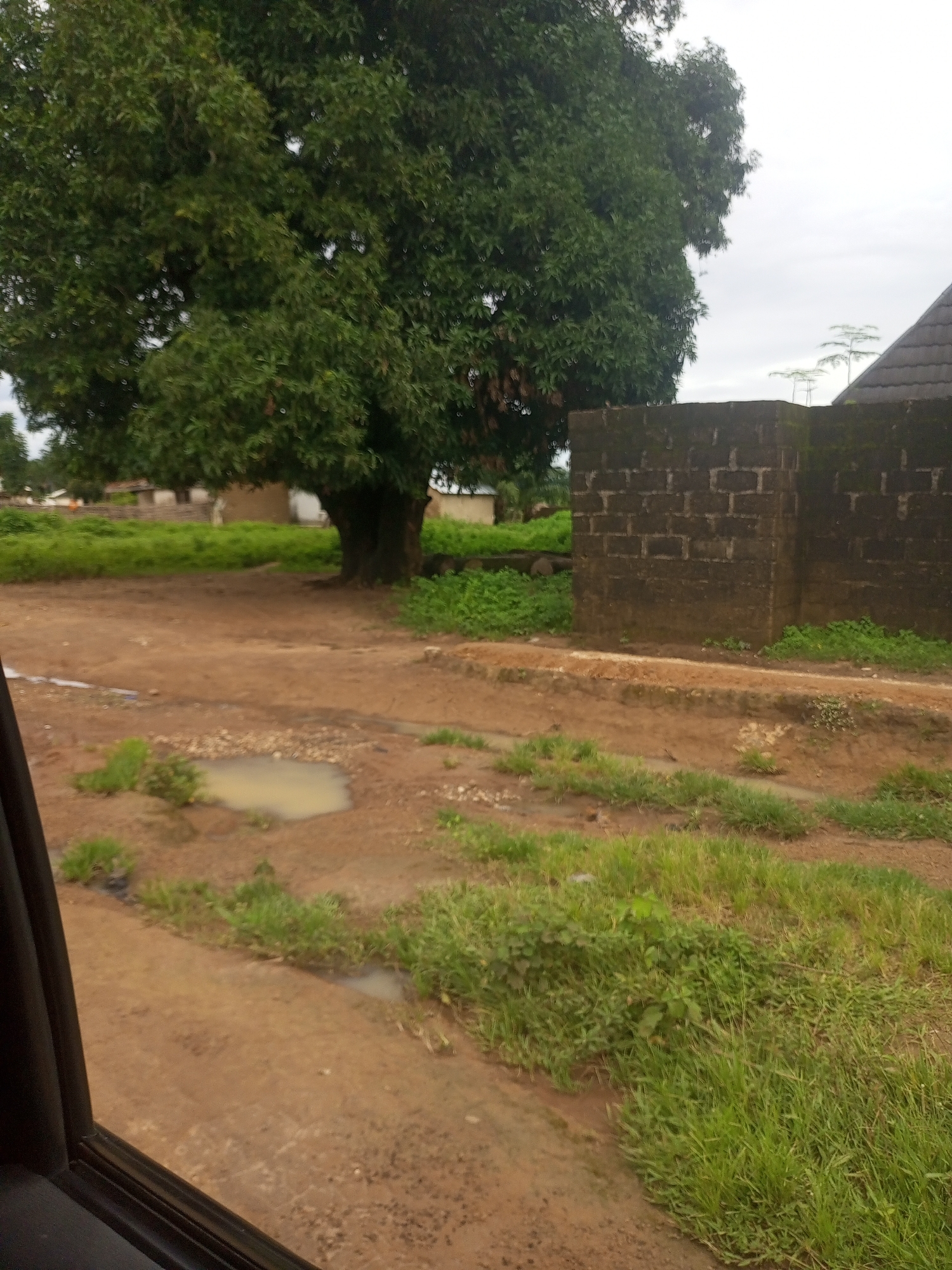 The image depicts an outdoor scene in the city of Serti, Nigeria, on an overcast day. A large, leafy tree dominates the left side of the frame, with its branches extending across the upper portion of the image. In the mid-ground, a dirt path winds through sparse vegetation and puddles of water. To the right, a wall constructed from dark, rough-hewn bricks stands, partially covered in moss. Beyond the wall, a dark-tiled roof of a building is visible, with a conical structure rising behind it. In the distance, a few buildings with thatched roofs can be seen amidst a green landscape. The foreground shows the edge of a vehicle, indicating the photo was taken from inside.