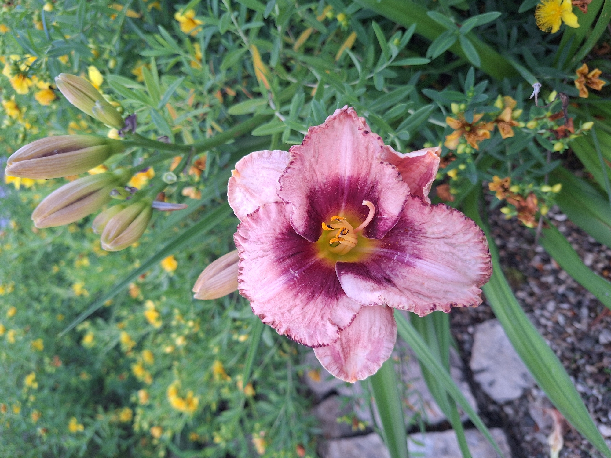 The image shows a close-up of a partially bloomed pink and deep burgundy daylily flower, with its ruffled petals and yellow stamen clearly visible. Behind the flower, a cluster of unopened daylily buds are visible on a green stem, and a backdrop of green foliage with small yellow flowers and some dry brown seed pods. To the left of the daylily, a section of a stone pathway is visible. The scene is set in an outdoor garden, likely in Mishutkino, Russia, characterized by lush greenery and blooming flowers. There are no people or animals in the image. The lighting suggests it is daytime.