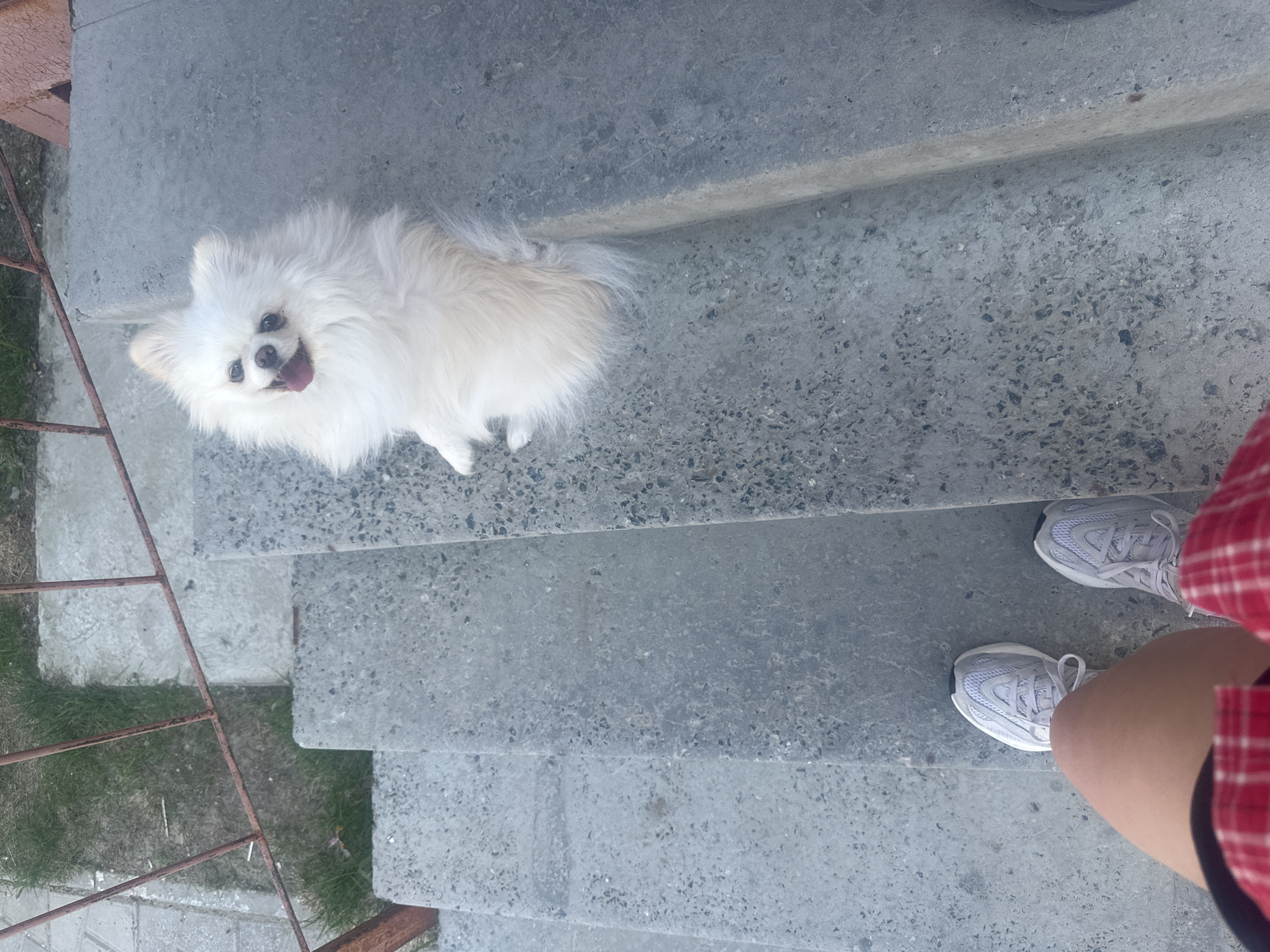 An overhead shot captures a white, fluffy dog, appearing to be a Pomeranian, seated on a concrete step and looking upward with its tongue slightly extended. The dog is positioned to the right of the frame, facing the camera. Below the dog, a pair of human feet, clad in light grey athletic shoes with white soles and laces, are visible on a lower concrete step. The person's lower legs are visible, along with a portion of a red and white plaid garment. The scene consists of multiple grey concrete steps, characterized by a speckled aggregate texture. To the left of the stairs, a rusty brown metal railing runs parallel to the steps, bordering an area of dry grass and dirt. The ground to the far left also shows a concrete or tiled surface. The location is an outdoor setting in Unknown, Unknown.