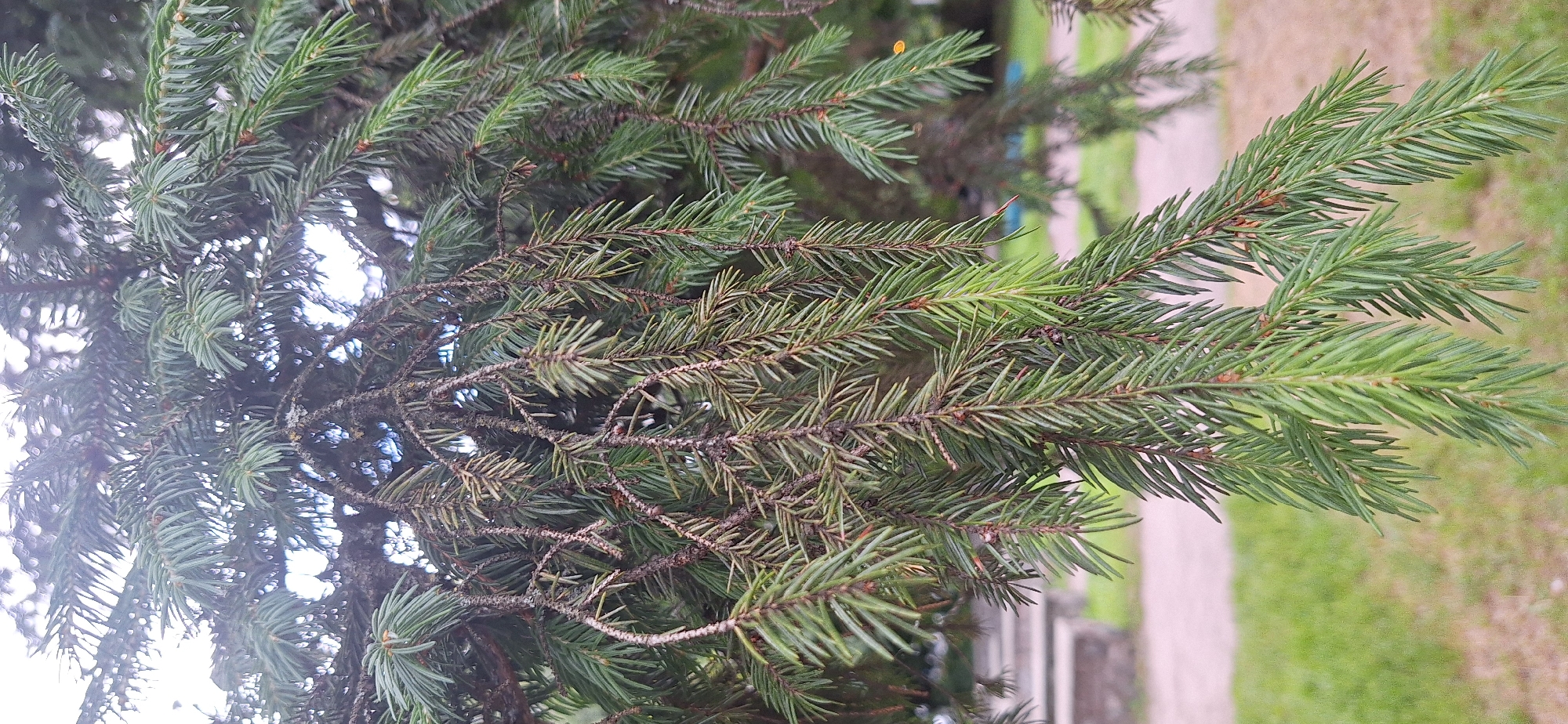 The image shows a close-up of fir tree branches with many green needles. The branches are densely packed, obscuring much of the background. What is visible of the background suggests an outdoor setting, with blurred green grass and a light-colored path. The lighting appears to be natural daylight, possibly overcast given the diffused light. There are no people or discernible objects other than the fir tree branches themselves. The image is oriented such that the branches are mostly horizontal, with some angling downwards. There is no visible text in the image. The location context provided is Bila Tserkva, Ukraine. The image focuses on the texture and color of the fir needles and the intricate structure of the branches.