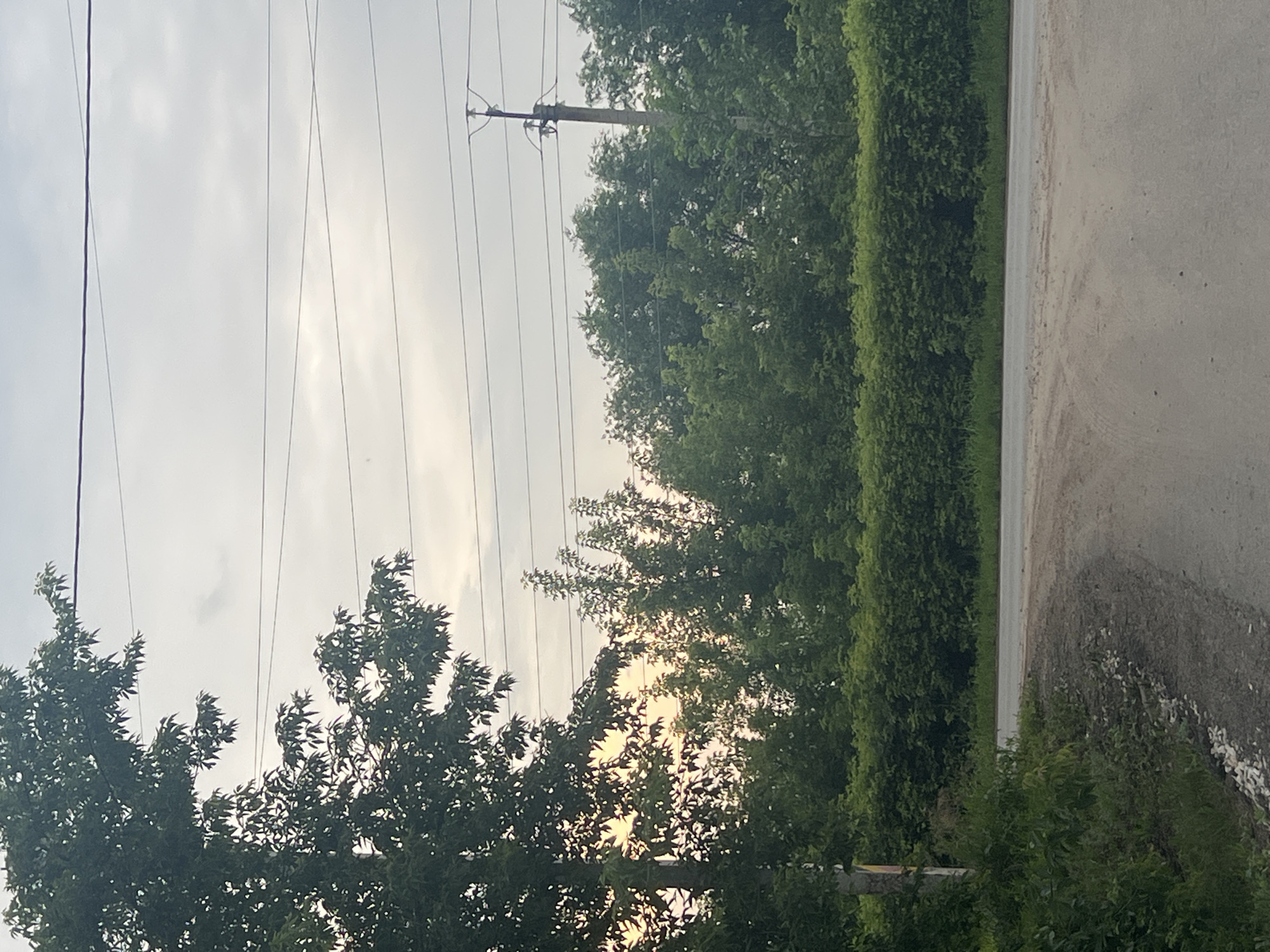 The image depicts a roadside scene in Buzuluk, Russia, featuring a dirt road that curves to the right. On the left, tall trees with dark green foliage are prominent, with some branches obscuring the overcast sky. Power lines stretch horizontally across the sky, with a utility pole visible on the right side of the frame. A dense, green hedge runs along the roadside, separating the road from a backdrop of more trees. The overall environment suggests a rural or semi-rural area on the outskirts of the city.
