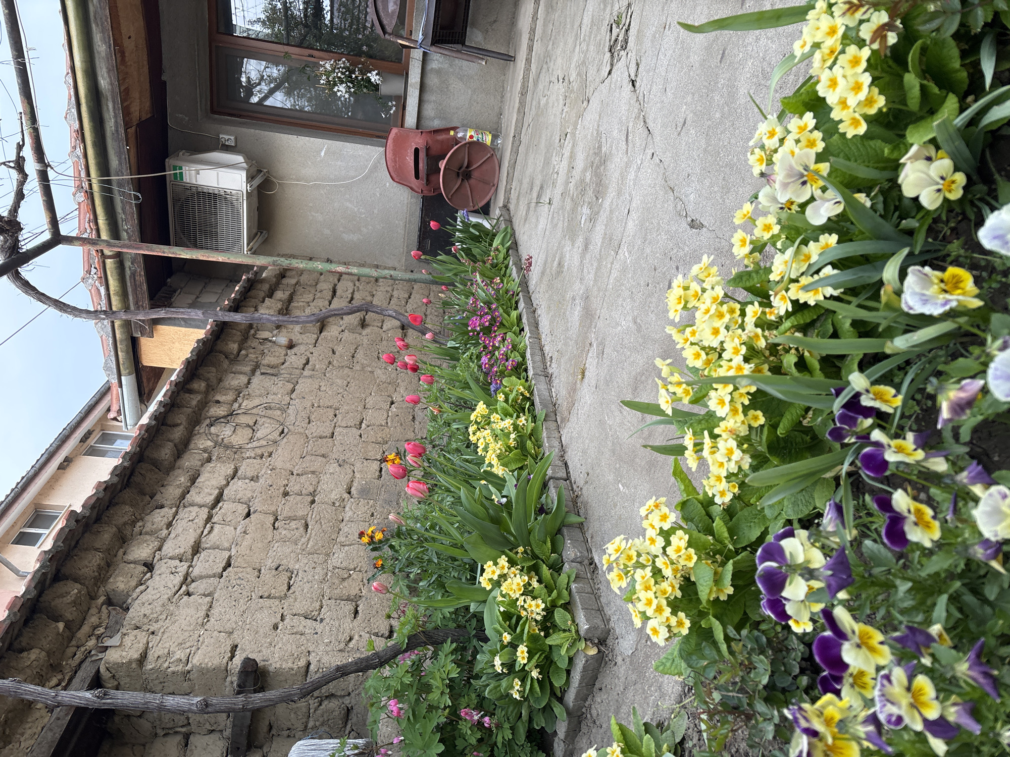 The image depicts a garden scene in Banya, Bulgaria. A narrow concrete path runs alongside a textured, likely old, mud-brick wall. A flower bed is situated between the path and the wall, containing tulips, primroses, and other flowering plants in various colors. An air conditioning unit is mounted on the wall near a window. A red plastic chair and a water bottle are placed on the concrete path. A branch, likely from a grapevine, is visible near the wall. The sky is overcast.