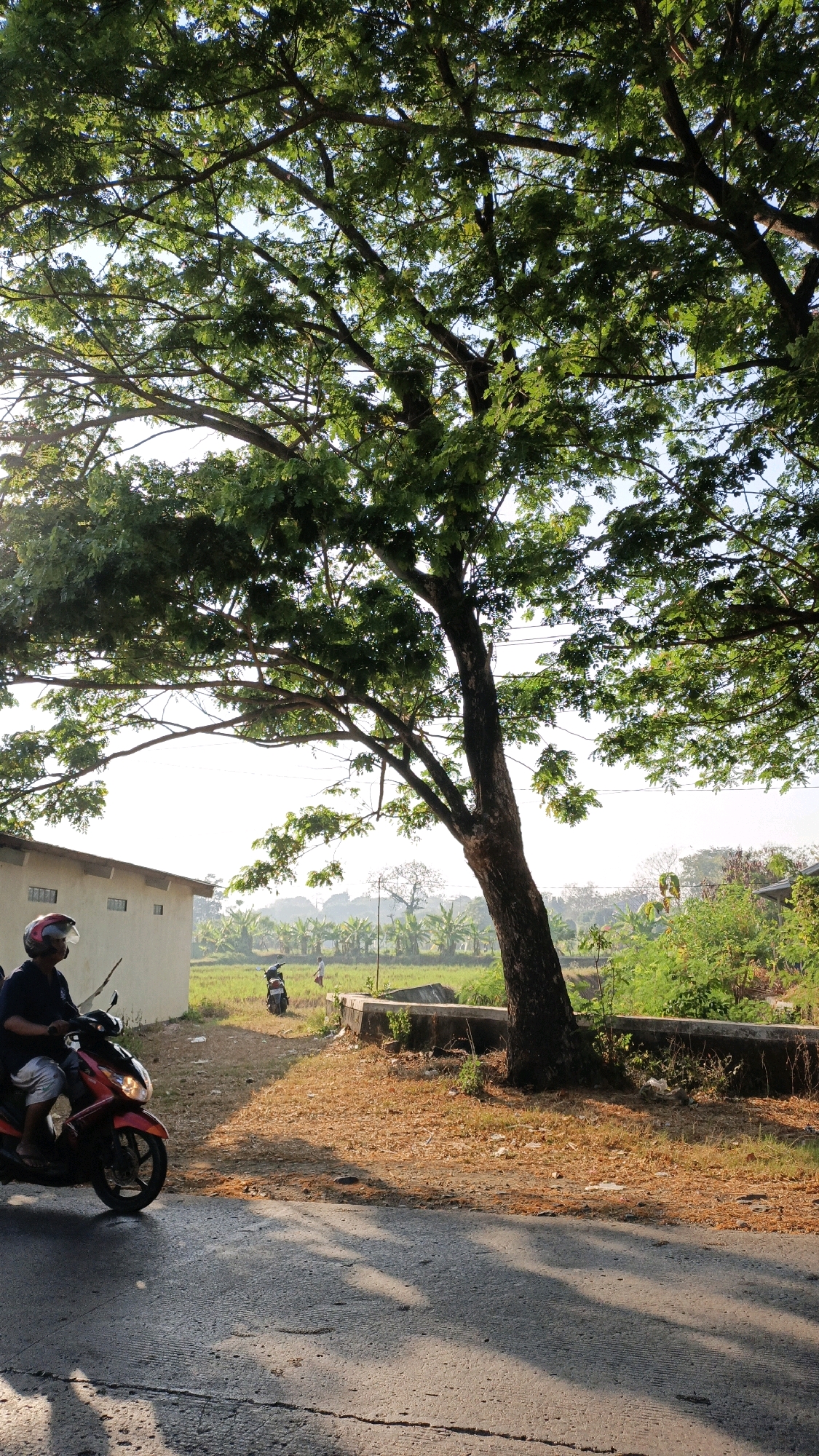 A person rides a red scooter on a paved road in Bandengan, Indonesia. The scooter is moving from left to right in the frame. The rider is wearing a dark shirt, light-colored shorts, and a white and red helmet. They are looking to the left. To the left of the road is a building with white walls and several windows. A large tree with dense green foliage extends over the scene from the right. The ground around the tree is covered with dry brown leaves and grass. In the background, a field of green vegetation, possibly rice paddies or banana trees, is visible. There is another scooter parked in the field, and two figures are standing in the distance. The sky is bright and appears to be clear. The lighting suggests it is either early morning or late afternoon, with long shadows cast on the road by the tree.