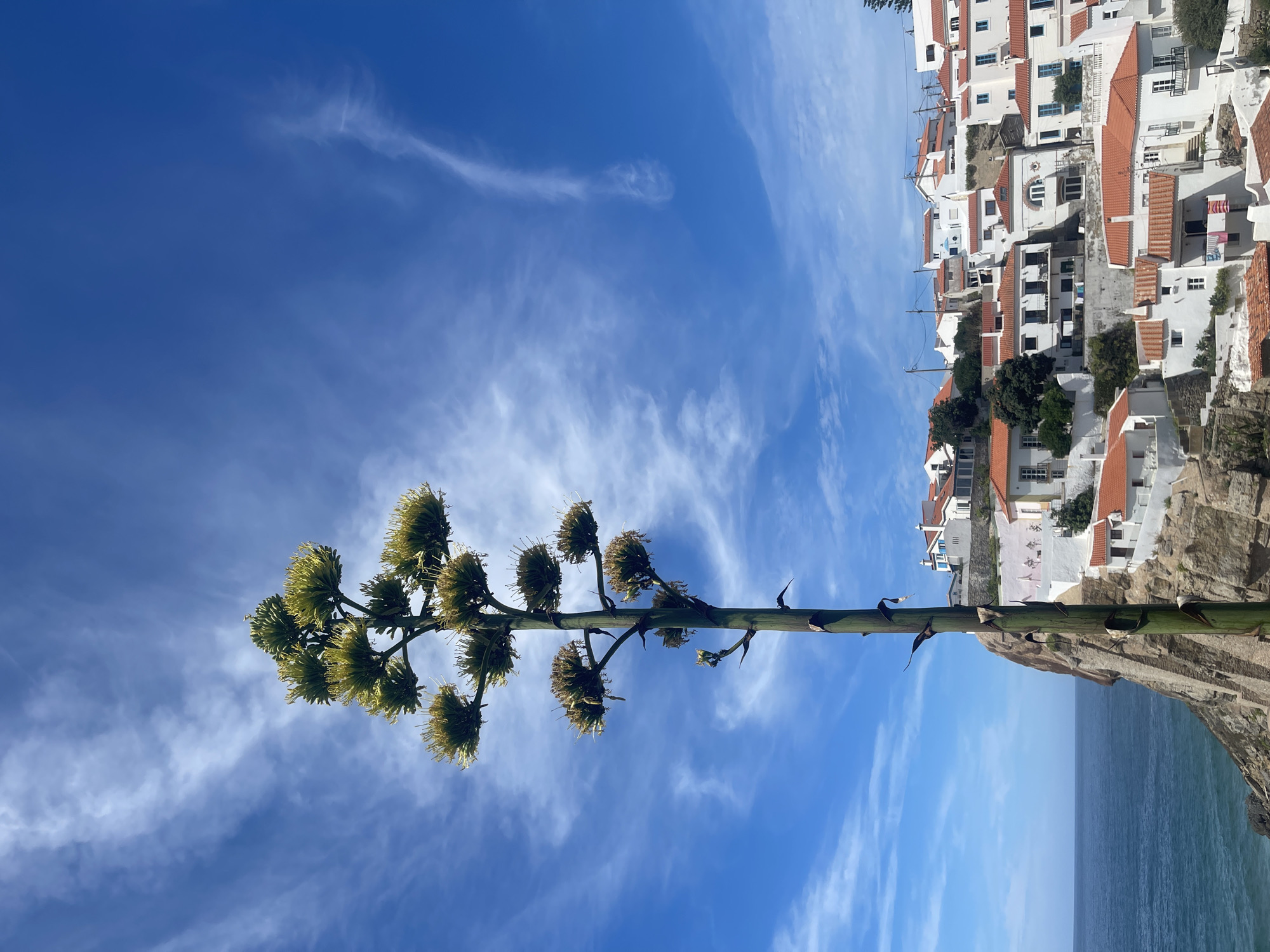 The image shows a view of the coastal village of Azenhas do Mar, located in Colares, Portugal. In the foreground, a tall agave plant with a developing flower stalk dominates the left side of the frame. The stalk is thick and green, with remnants of leaves along its length, and it branches out at the top into clusters of developing flower buds, appearing yellowish-green.
Behind the agave plant, a steep, rocky cliff drops down to the ocean on the left. The ocean is a deep blue, with gentle waves visible near the shore. On top of the cliff and cascading down its slopes is the village of Azenhas do Mar. The houses are predominantly white with distinctive red-tiled roofs, characteristic of Portuguese coastal architecture. Many of the houses are built on different levels, following the natural contours of the land. Some houses have balconies and small windows. A few trees are scattered among the houses.
The sky above is a vibrant blue, with wispy white clouds scattered across it, indicating a clear and sunny day. The overall scene is a picturesque view of a traditional Portuguese coastal village set against a backdrop of the sea and sky, with the striking agave plant serving as a prominent natural element in the foreground. There are no people or animals visible in the image.