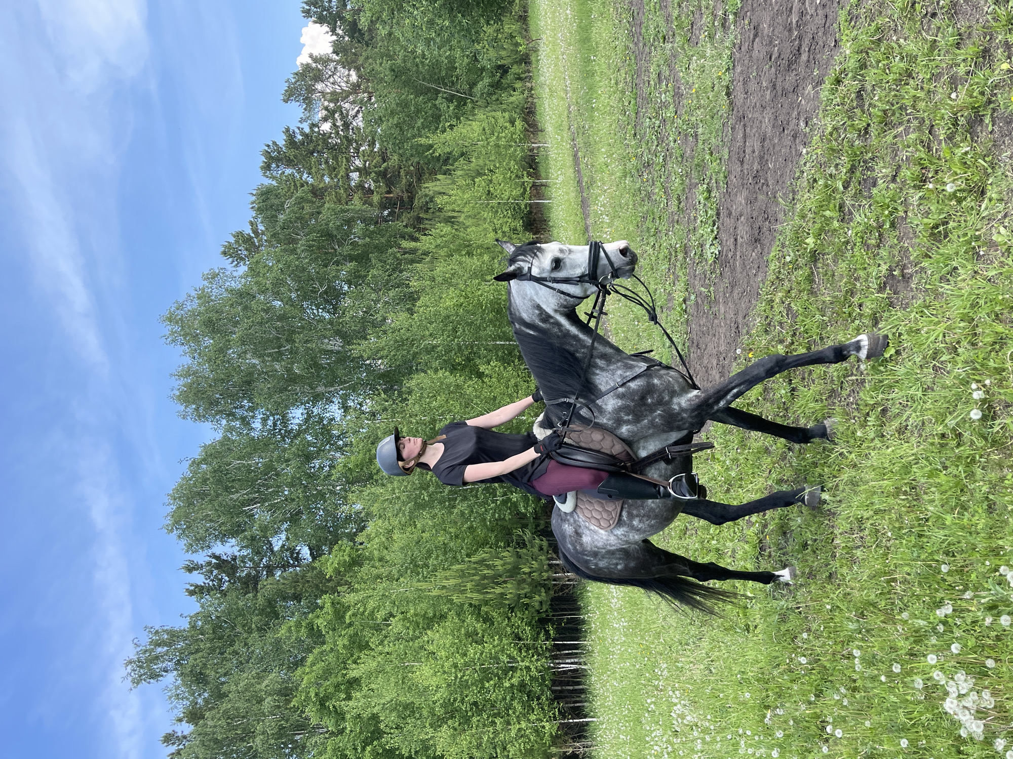 A person wearing a black t-shirt, maroon riding pants, black riding boots, black gloves, and a grey helmet is riding a dappled grey horse in a field. The horse has a black mane and tail and is wearing a bridle and saddle. The field is covered in green grass and white dandelions, with a dirt path to the right of the horse. In the background, there is a dense forest of green trees under a blue sky with scattered white clouds. The scene appears to be outdoors, likely in a rural or semi-rural area, possibly on the outskirts of Элита, Russia, given the presence of a forest and open fields.