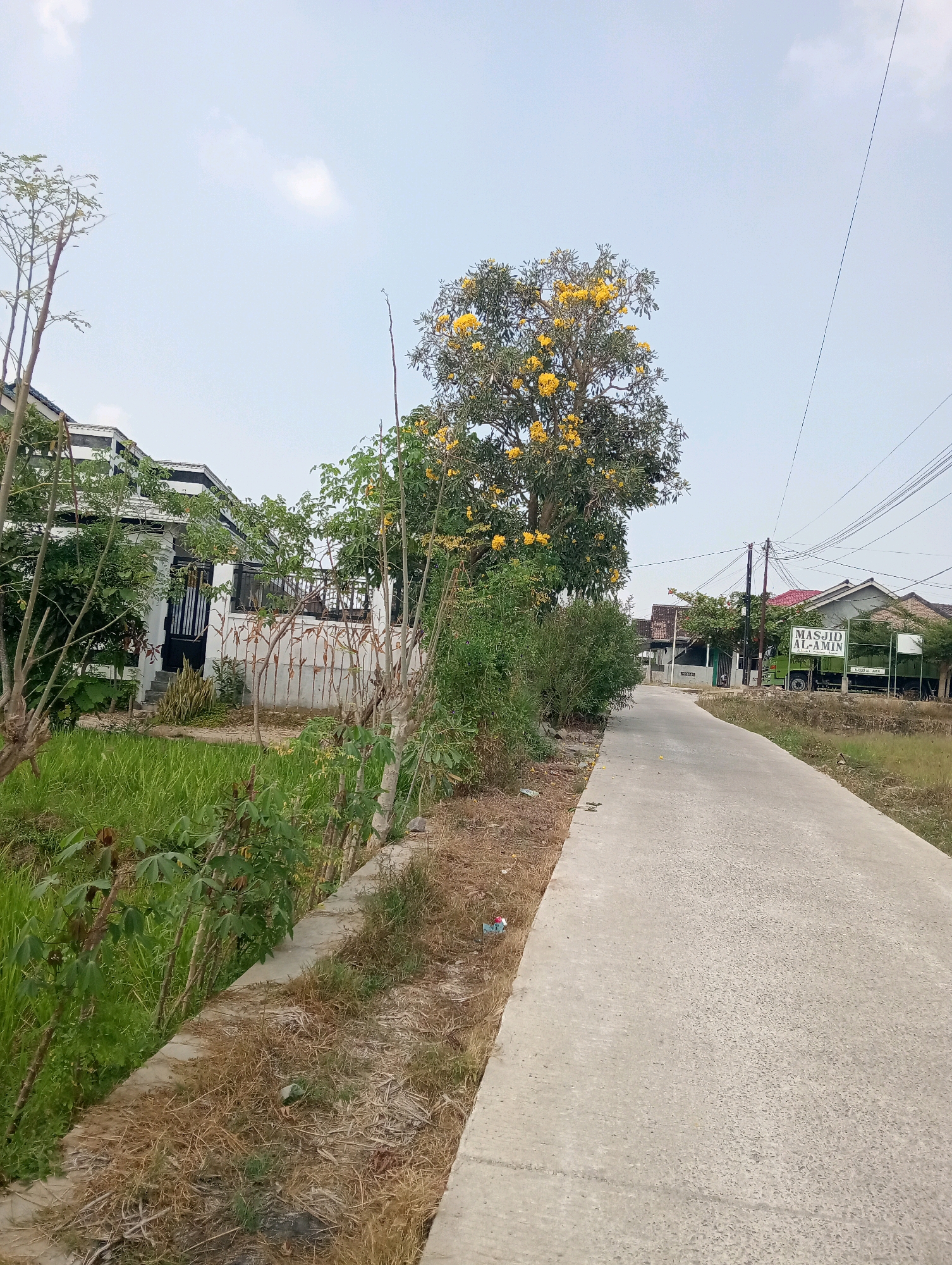 A paved road curves through a rural residential area in Pringsewu, Indonesia. The road is flanked by vegetation, including a vibrant green field of grass on the left and dry, yellowish-brown grasses and plants on the right.
On the left side of the road, a modern white house with dark trim and a black gate is partially visible, surrounded by trees and smaller plants. A large tree with abundant yellow flowers stands prominently in the middle-ground, contributing a splash of color to the scene.
On the right side of the road, more houses and buildings are visible. A green truck with "MASJID AL-AMIN" written on its side is parked near a building. Electrical poles and wires crisscross the sky. The sky is overcast with a pale blue hue and a few wispy clouds. The overall atmosphere suggests a peaceful, quiet daytime setting in a suburban or semi-rural Indonesian community.