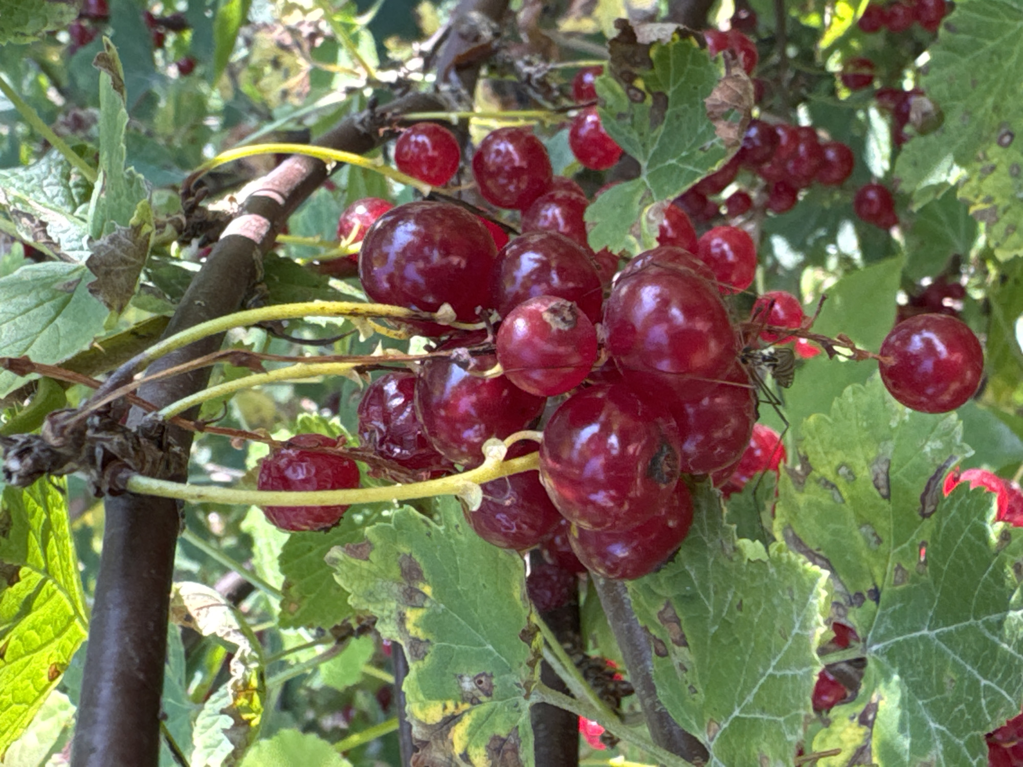 A close-up shot captures a cluster of ripe red currants hanging from a branch in a garden, likely in Steklyannyi, Russia. The berries are a deep red, some appearing plump and glossy, while others are slightly shriveled. They are attached to thin, yellow stems that sprout from a thicker, dark brown branch. The leaves are a vibrant green, with some showing signs of browning or yellowing at the edges, suggesting they are nearing the end of their season. The background is softly blurred, showing more greenery and hints of other branches and berries, indicating a dense shrub or tree. The lighting suggests a sunny day, with highlights visible on the surface of the currants.