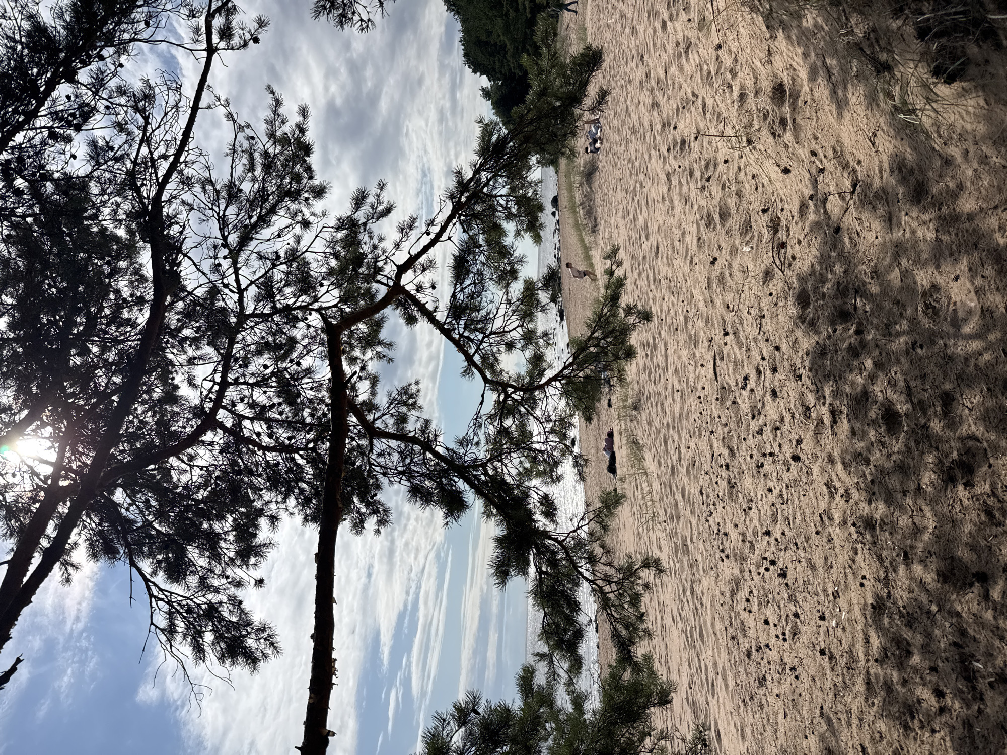 The image depicts a sandy beach scene in Zelenaya Roshcha, Russia, framed by the branches of a pine tree in the foreground. The sun shines through the tree's needles, casting shadows on the sand. The water of the Gulf of Finland is visible in the background, with a light breeze creating ripples on the surface and distant clouds dotting the sky. A few people are scattered across the beach, some lying down, others standing. The sand is strewn with pinecones and dried pine needles, indicative of the surrounding coniferous forest. The overall atmosphere is serene, with the natural elements taking center stage.
