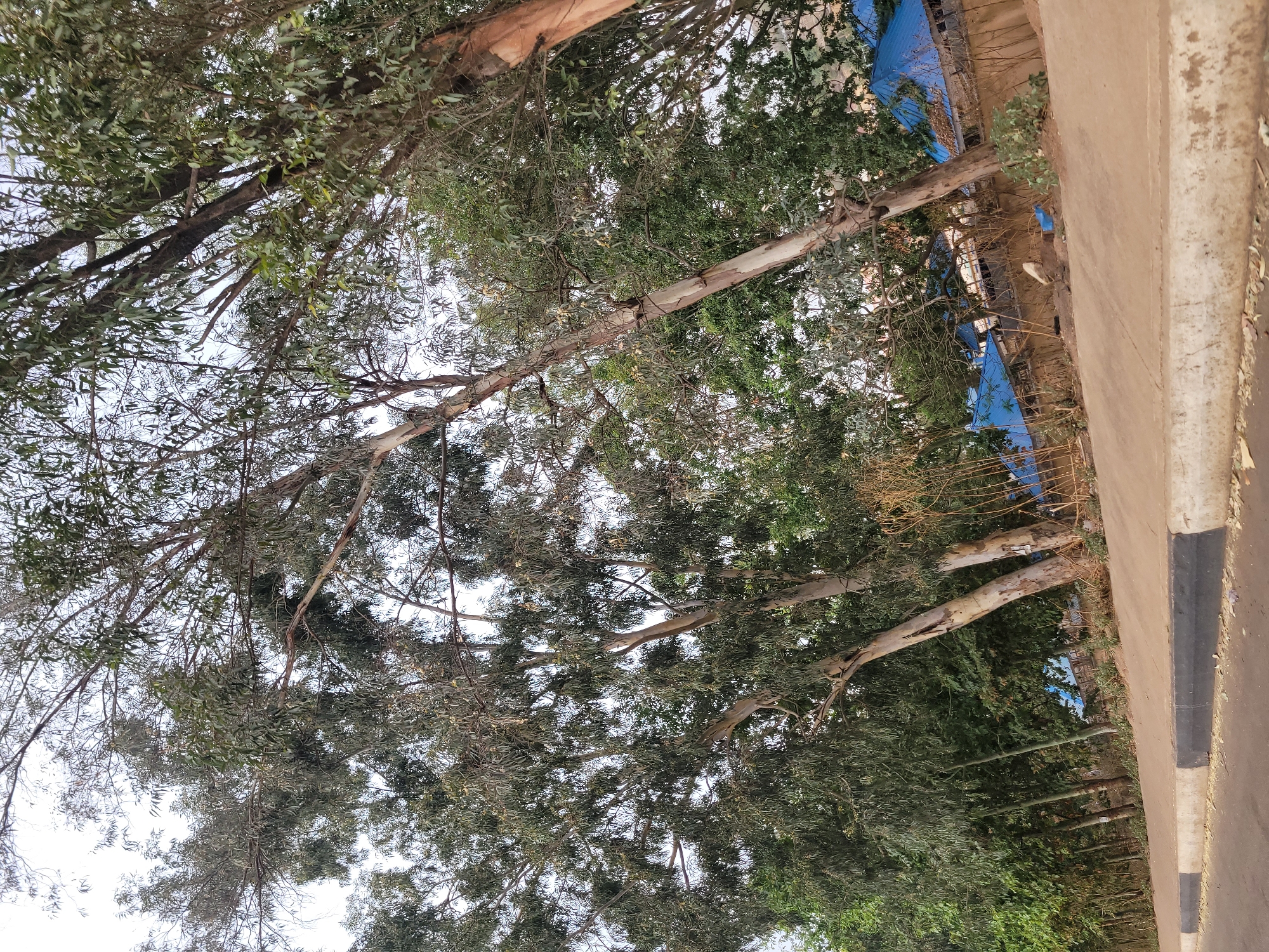 The image depicts an outdoor scene dominated by several tall trees, likely Eucalyptus, lining what appears to be a dirt or unpaved road. The perspective is angled upwards into the dense canopy of these trees. The trees feature distinctive pale, smooth, and somewhat peeling bark on their substantial trunks and branches, which spread widely across the frame. Their foliage consists of numerous elongated, green leaves, forming a thick canopy that partially obscures the bright, white sky.
To the right side of the image, a section of a light brown road or pathway is visible. A concrete curb, marked with alternating black and white stripes, runs along the edge of this path, indicating it is a maintained roadside feature. In the background, beyond the trees and across the road, glimpses of structures covered with vibrant blue tarpaulins can be seen, suggesting buildings or perhaps market stalls.
The scene is brightly lit, with diffused light indicating daytime, possibly under an overcast sky or with the sun positioned in a way that minimizes harsh shadows. No people, animals, or specific activities are observable in the static shot. There is no visible text within the frame. The overall impression is one of a natural and somewhat rustic environment, consistent with areas found in Jos, Nigeria.