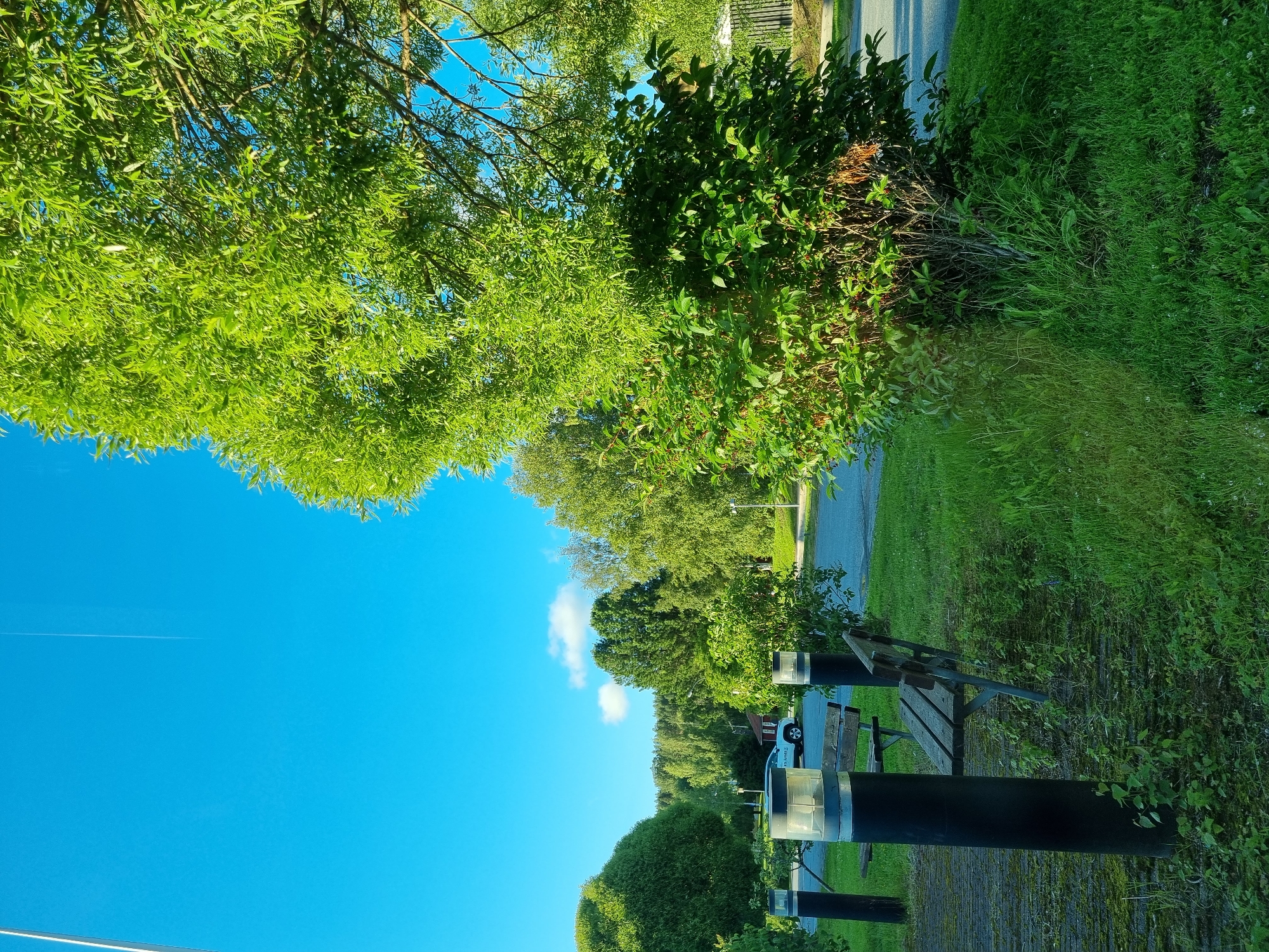 The image depicts an outdoor scene in Bispgården, Sweden, under a clear blue sky. In the foreground, there are two black bollard-style lights with glass tops, flanking a wooden park bench. The bench is positioned on a paved area with a mossy surface, and surrounded by lush green grass and some small plants. To the right of the bench, a dense green bush with some darker berries is prominent. Beyond the bench and lights, a road is visible, with a white car parked on it. The background features a line of trees and a gentle slope of land, characteristic of the Bispgården landscape. The overall impression is one of a tranquil, well-maintained public space.