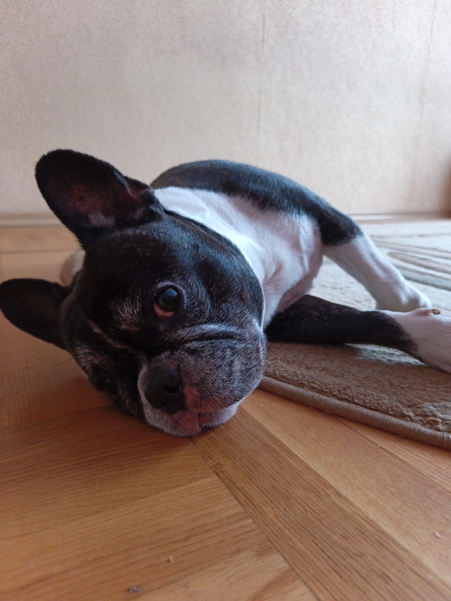A black and white French Bulldog is lying on a light brown rug, which is partially on a wooden floor. The background is a plain, light-colored wall. The dog's head is resting on the floor, and it is looking directly at the camera. The scene is indoors. There is no information available in the image to indicate that this scene is in the city of Goryachiy Klyuch, Russia.