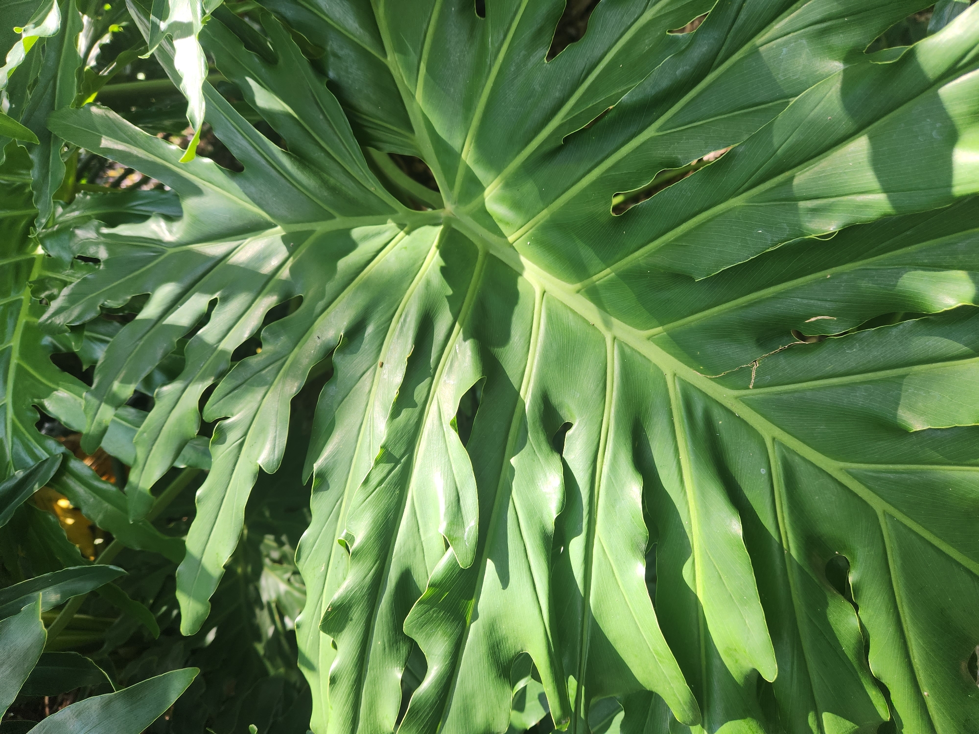 A close-up, eye-level shot shows the detailed texture and form of large, green, tropical leaves bathed in dappled sunlight. The leaves are voluminous, with prominent veins radiating from a central stem, and exhibit a rippled, almost corrugated surface. Some leaves have natural-looking holes or tears. The lighting creates strong contrasts, casting shadows across the foliage. The environment appears to be a garden or a conservatory, likely outdoors due to the natural sunlight. This image was captured in Altamonte Springs, Florida, United States of America.