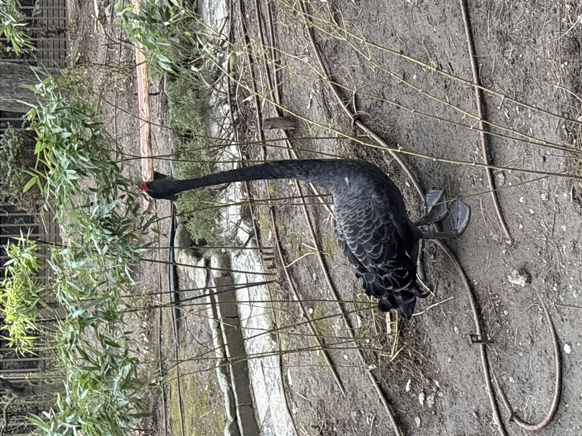 The image shows a black swan with a red beak standing near some plants and twigs on a dirt surface. It is located in Sofia, Bulgaria. The swan is facing left and appears to be foraging among the vegetation. Irrigation tubing is visible in the dirt.
