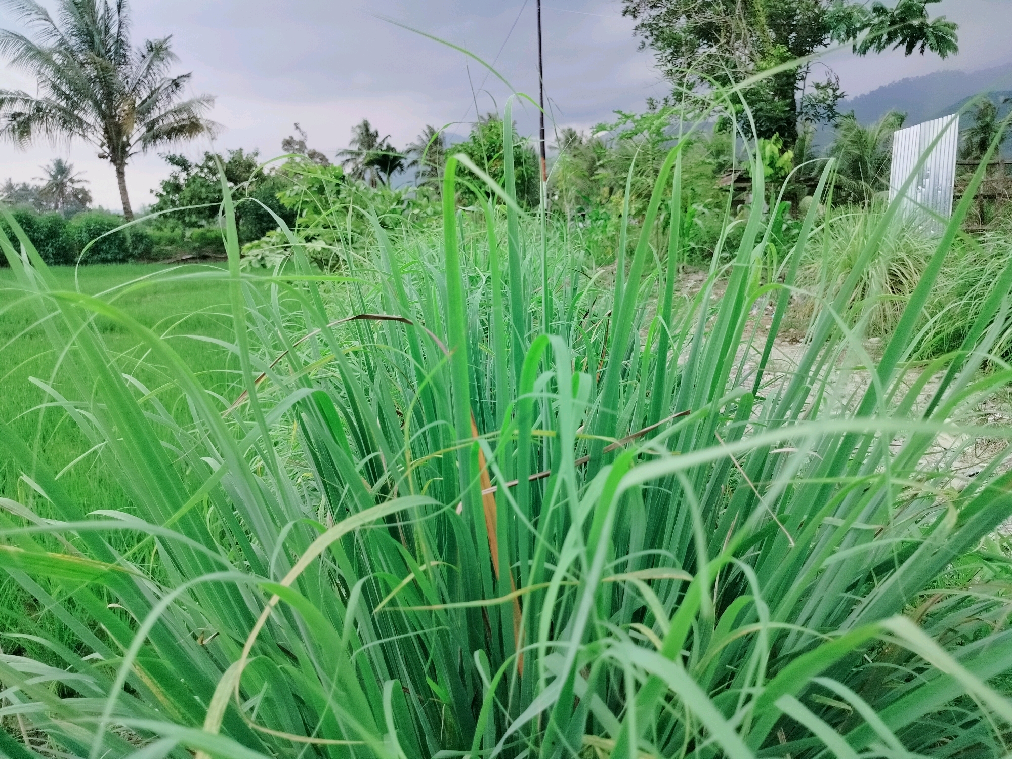 A close-up view of lemongrass stalks dominates the foreground of this outdoor image, with a blurred background of a rural landscape in Lembahalas, Indonesia. The lemongrass is a vibrant green, with some stalks showing a reddish-brown hue. Behind the lemongrass, a vast expanse of green rice paddies stretches out, suggesting agricultural activity. In the distance, several palm trees stand tall, characteristic of tropical regions. The sky is overcast with a greyish hue, indicating a cloudy day. A thin, dark pole, possibly a utility pole, is visible in the mid-ground, extending upwards towards the sky. To the right of the scene, a section of corrugated metal fencing is partially visible. The overall impression is one of a serene, natural environment, likely a farm or a rural dwelling. There are no people or animals visible in the image.