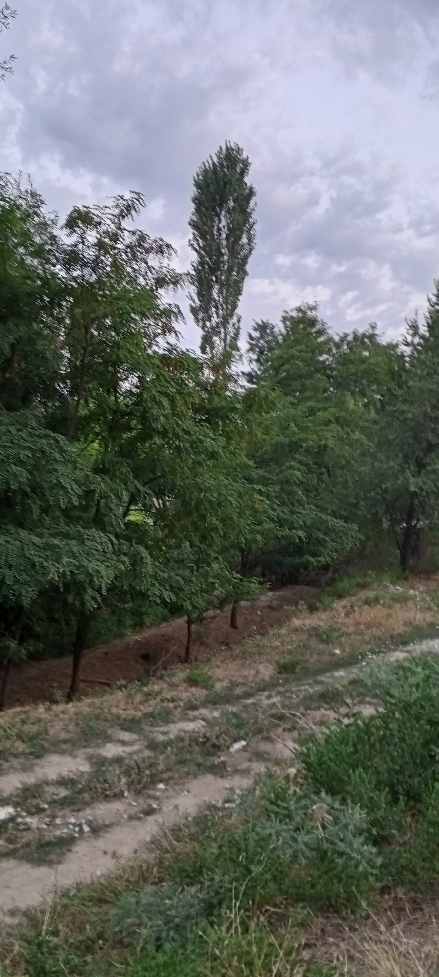 The image captures a natural outdoor scene with a focus on trees and the sky. In the foreground, a dirt path winds through dry grass and sparse green vegetation. The path appears to be slightly elevated, leading up a gentle slope. To the left and extending into the middle ground, a dense line of leafy green trees forms a thick canopy, their branches extending towards the viewer. Behind this dense foliage, a distinct tall, slender tree stands out, its silhouette sharply defined against the sky. The background is dominated by a cloudy sky, with light grey and white clouds creating a textured, overcast atmosphere. The overall impression is one of a rural or semi-natural setting, possibly on the outskirts of Sokuluk, Kyrgyzstan, with the terrain suggesting a park, undeveloped land, or the edge of a forest. There are no people or animals visible in the image, and no specific objects or actions are depicted, lending the scene a static and environmental quality.