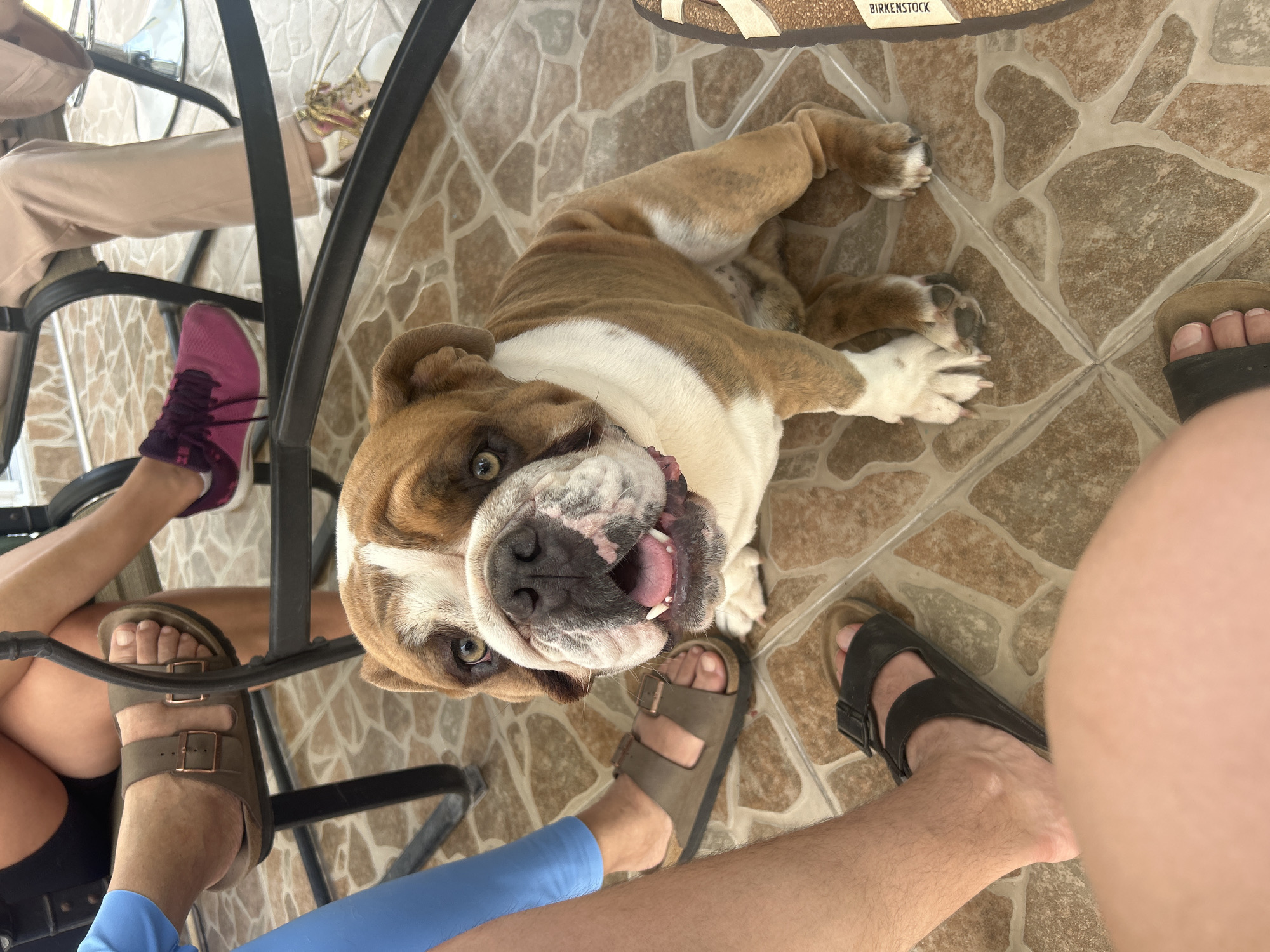 The scene is an eye-level, indoor shot in what appears to be a tiled patio or dining area. An English Bulldog lies on its back, looking up at the camera with its mouth slightly open. The dog is primarily white and brown, with wrinkly features characteristic of the breed. The dog is surrounded by human feet in various types of sandals, including Birkenstock sandals. Several people are seated around a black, round table. One person is wearing pink and purple sneakers. Other individuals are visible with footwear including tan sandals. The backdrop features tan and brown tiles. The location is presumably Barrio de Nuevo León, Mexico.