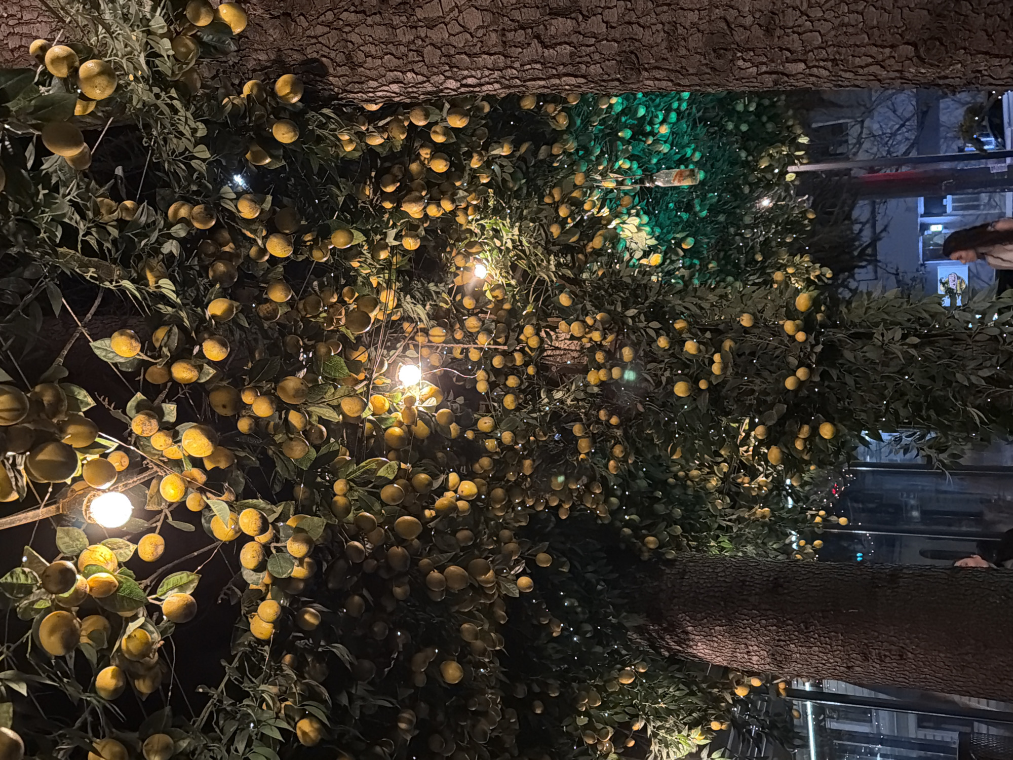 A photograph captured at an unknown location in an unknown city shows two tree trunks with yellow fruit and green foliage. The trees create a ceiling-like effect overhead. Lights are interspersed throughout the foliage, adding brightness to the scene. Beyond the trees, glimpses of urban buildings and structures are visible. The overall ambiance suggests an outdoor restaurant or event venue.