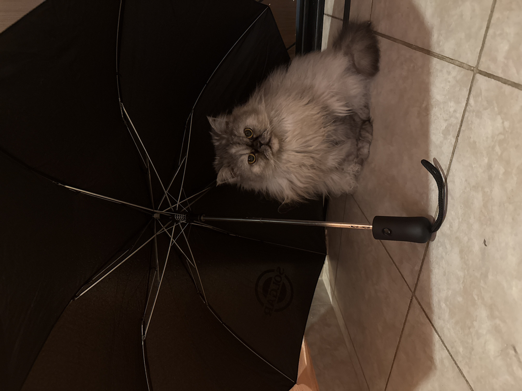 A long-haired, light greyish-brown cat with prominent yellow eyes is seated upright on a light-colored tiled floor, positioned directly beneath an open, black umbrella. The cat faces forward. The umbrella's black fabric canopy is fully extended overhead, and its black, rubberized handle with a wrist strap rests on the tiled surface. The interior metal spokes of the umbrella are visible. A reversed "SOLGAR" logo is discernible on the underside of the umbrella's fabric. The scene occurs indoors on square tiles with visible grout lines, with the background consisting of dimly lit walls or furniture. This scene is located in Sofia, Bulgaria.
