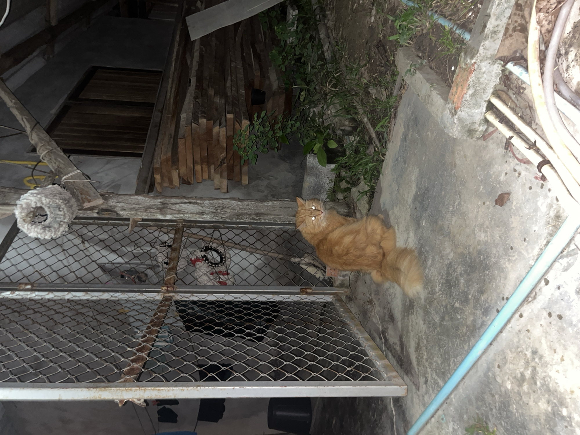 An orange cat with glowing eyes sits on a concrete ground in front of a chain-link fence. Behind the fence, a white object is hanging. To the right of the fence, a stack of wooden planks is visible against a grey wall. Green plants grow in the dirt near the planks. A blue pipe runs diagonally across the foreground. The scene appears to be outdoors, possibly in a back alley or yard, given the presence of storage materials and plumbing. The lighting suggests it is nighttime or dusk. The location is identified as Chalong, Thailand.