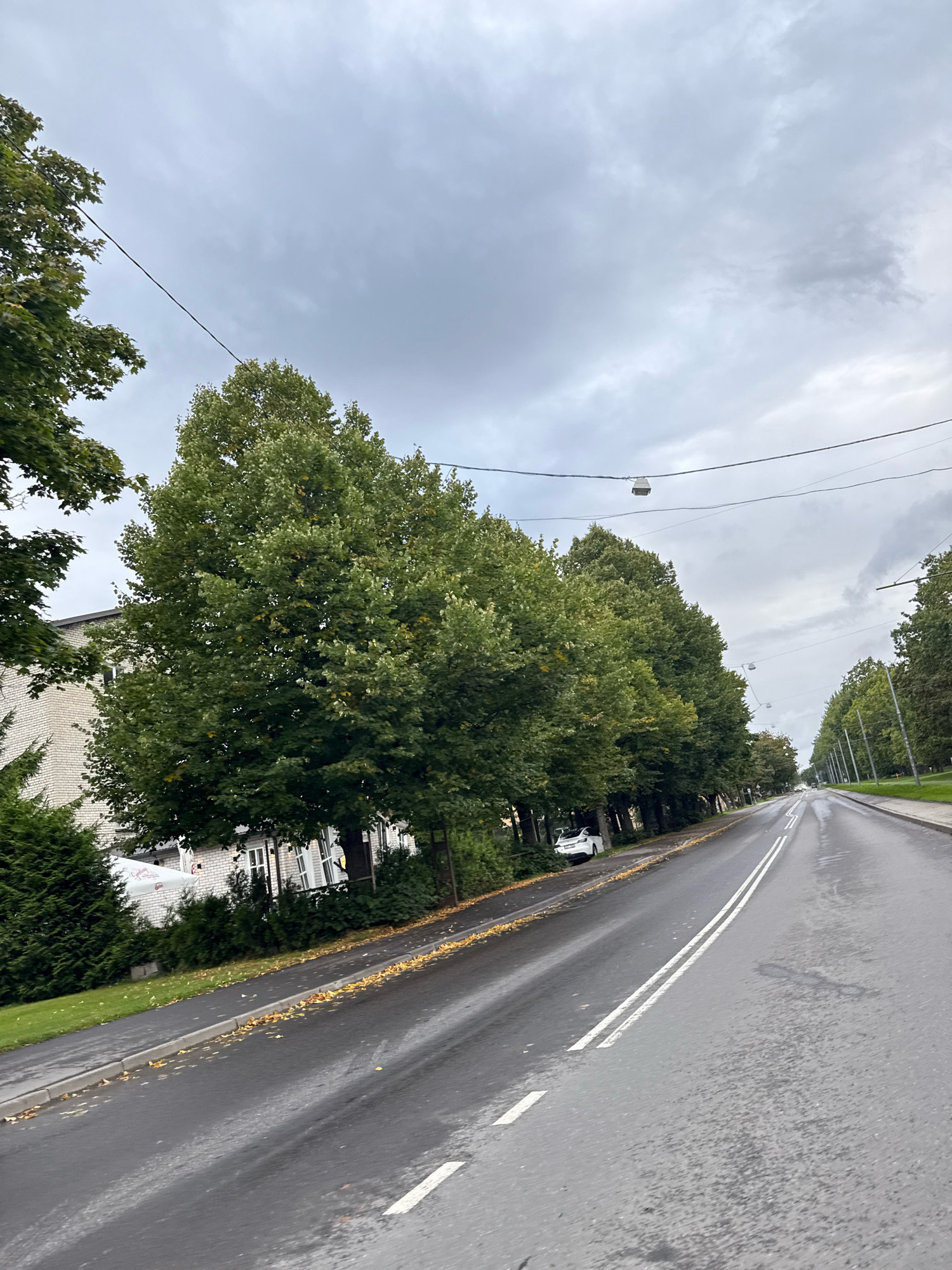 The image depicts a tree-lined street in Tallinn, Estonia, under an overcast sky. The road is wet, indicating recent rain, and yellow leaves are scattered along the sidewalk and the edge of the road, suggesting it is autumn. On the left side of the road, there is a building with a white brick facade, partially obscured by lush green trees. A white car is parked along the sidewalk on the left. Overhead, power lines and streetlights are visible, stretching across the frame. The road itself has double white lines marking the lanes, and it recedes into the distance where other cars can be seen. The overall atmosphere is one of a quiet, slightly damp day in a city.