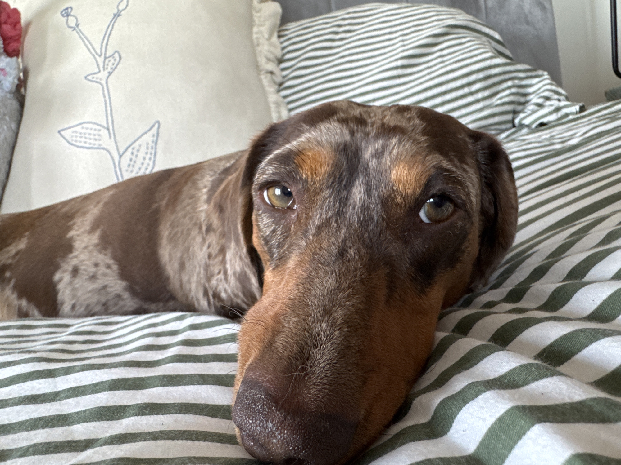A dachshund dog lies on a bed with striped green and white bedding. The dog has a brown and gray dappled coat. Behind the dog are two pillows: one with a floral design and another with green and white stripes. The location is most likely a home. No specific information in the image indicates that this location is within Los Angeles.