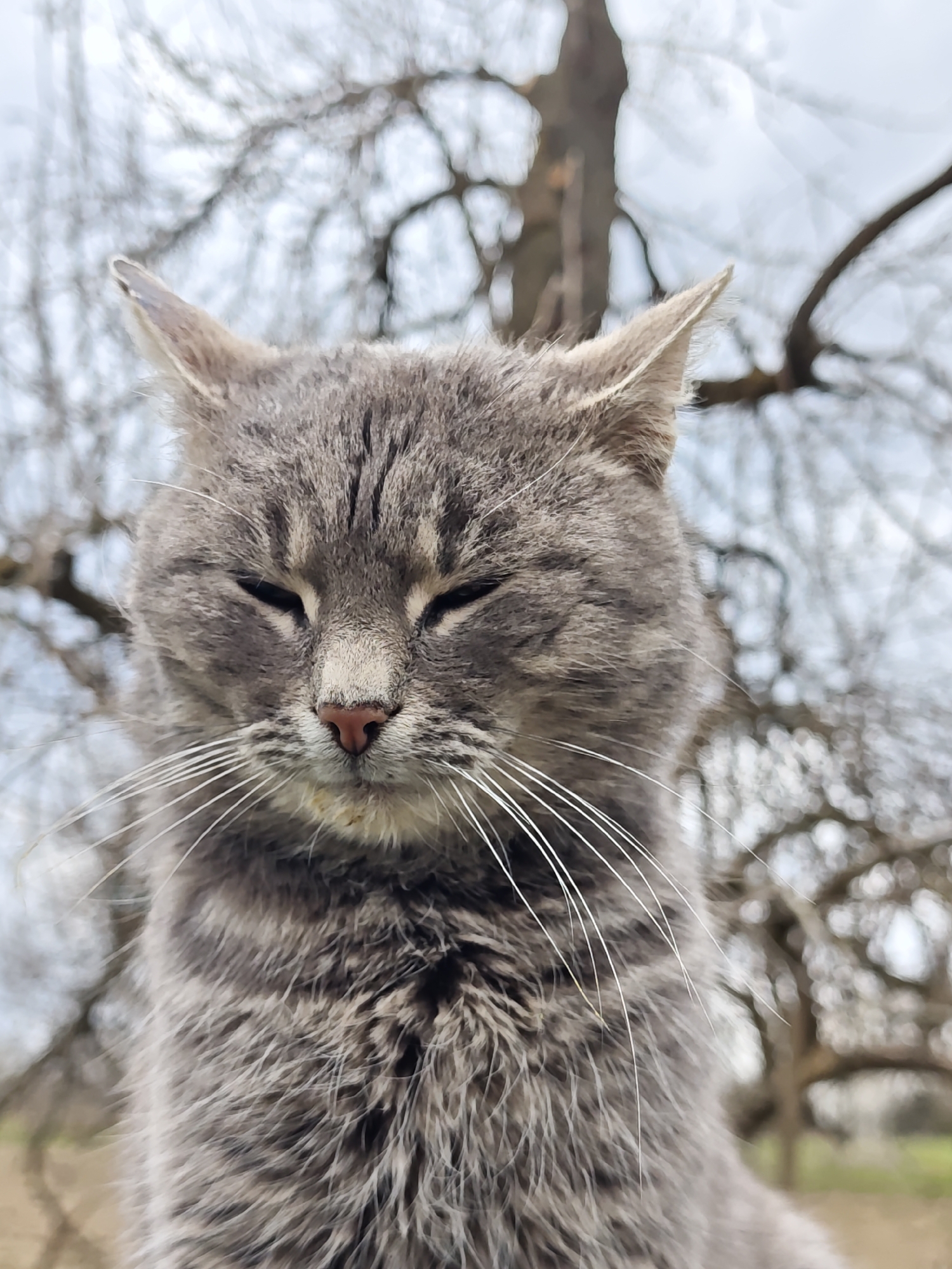 A close-up shot captures a gray tabby cat with its eyes nearly closed. The cat's face dominates the frame, showcasing its textured fur, pink nose, and prominent white whiskers. Behind the cat, out-of-focus branches of a tree are visible against a muted sky. This photo was taken in Parkhomivka, Ukraine.