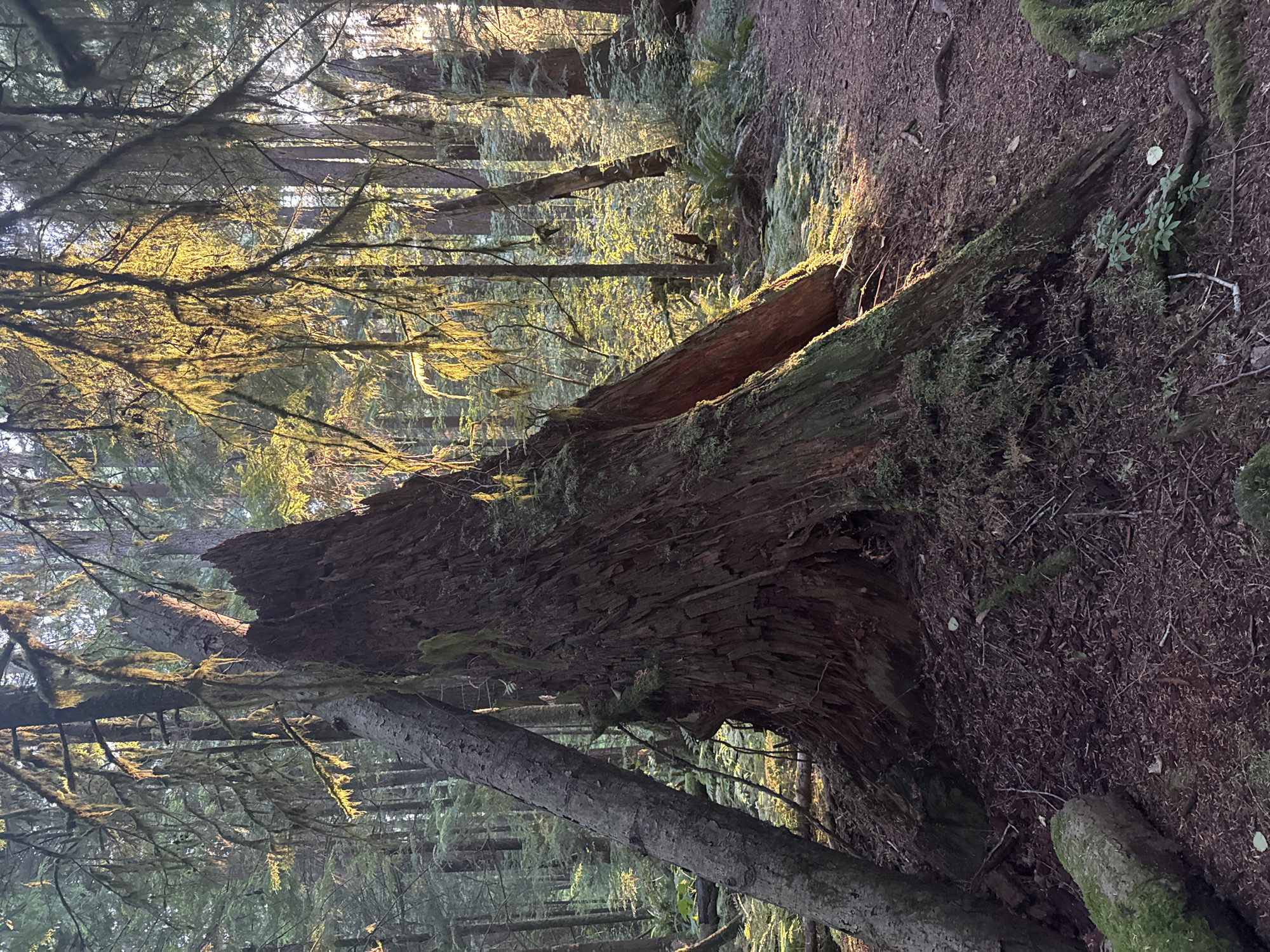 The image depicts a forest scene in Coquitlam, Canada, likely within a park or natural area. The central focus is a large, weathered tree stump, split and leaning, with moss and vegetation growing on its surface. A thinner, upright tree trunk is positioned diagonally against the stump. The surrounding environment consists of a forest floor covered in pine needles, twigs, and moss, with ferns and other undergrowth visible. Sunlight filters through the dense canopy of trees, casting long shadows and highlighting strands of moss hanging from branches. A path is partially visible on the right side of the frame. There are no people or animals visible in the image.