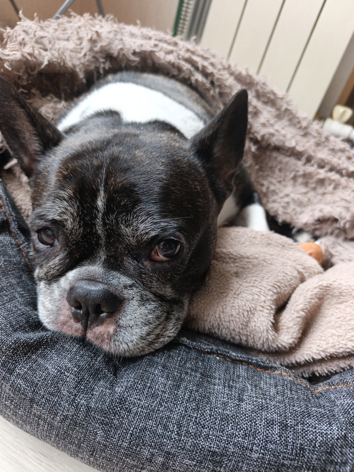 A brindle and white Boston Terrier dog rests in a gray fabric dog bed. The dog's head is tilted slightly to the left, and it rests on a tan, plush blanket or toy. The dog is partly covered with a brown fuzzy blanket. The background shows a light wall and a radiator. The scene appears to be indoors. There is no evidence to suggest the location is Goryachiy Klyuch, Russia.