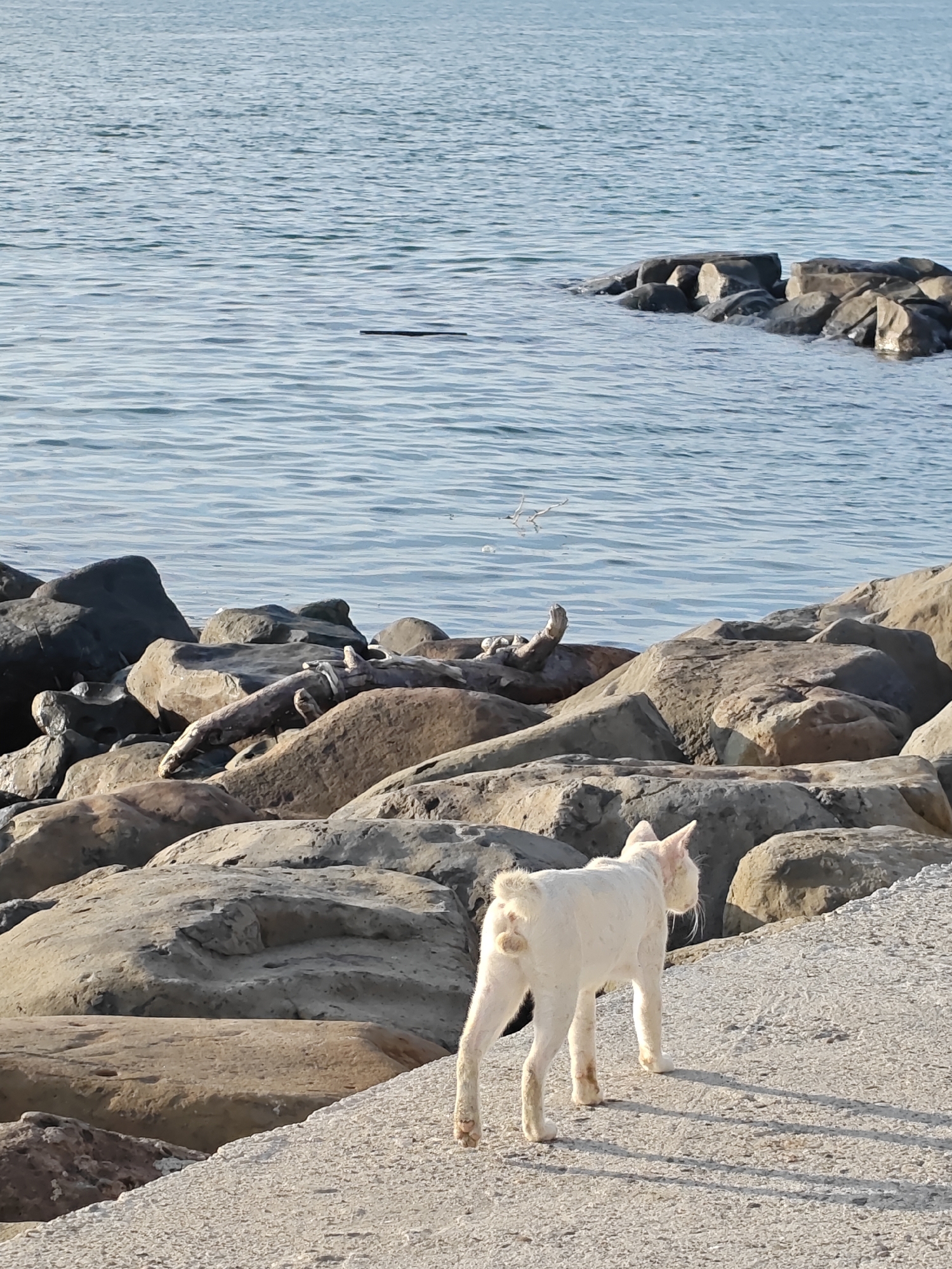 A medium-distance shot captures a hairless white cat walking on a paved surface. The location is likely along the coast in Lhokseumawe, Indonesia, as indicated by the sea and the rocky breakwater.
The cat is seen from the rear, with its tail appearing as a small puff of hair. Its skin shows a pinkish hue. The cat is walking away from the viewer.
In the background, large rocks form a breakwater, protecting the coast from the sea. The sea is calm, with gentle ripples and a few distant rocks further out. The sky is bright, suggesting daylight. A dark object is floating on the surface of the sea.