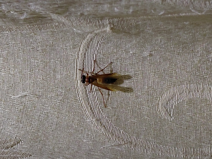 In Keude Cunda, Indonesia, a single winged insect is depicted stationary on an off-white, textured fabric surface. The insect features a reddish-brown segmented body, a dark head with prominent black compound eyes, and six slender legs. Two pairs of translucent, amber-tinged wings are folded lengthwise over its dorsal surface, extending beyond the abdomen. The fabric background exhibits a woven pattern with subtle raised curvilinear designs. Lighting suggests a direct, slightly elevated source, casting a faint shadow beneath the insect.