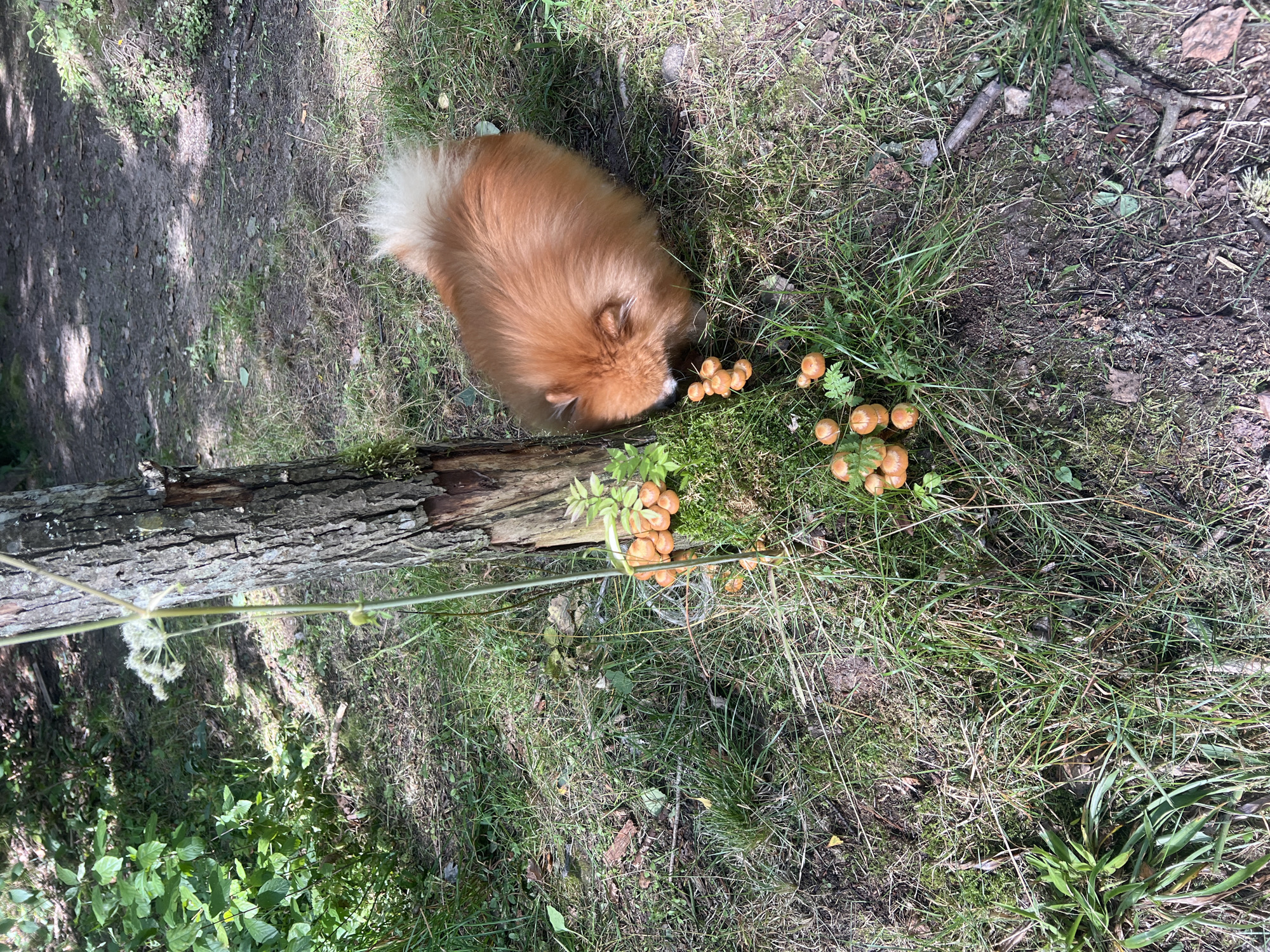 A fluffy, orange Pomeranian dog is shown in a wooded area, sniffing at a cluster of small, orange mushrooms growing near the base of a tree. The dog is positioned to the right of the tree, facing downwards towards the mushrooms. The ground is covered in grass, moss, and fallen leaves. The tree trunk has rough bark and appears to be old. Sunlight filters through the trees, creating dappled shadows on the ground. The scene is a natural outdoor environment.