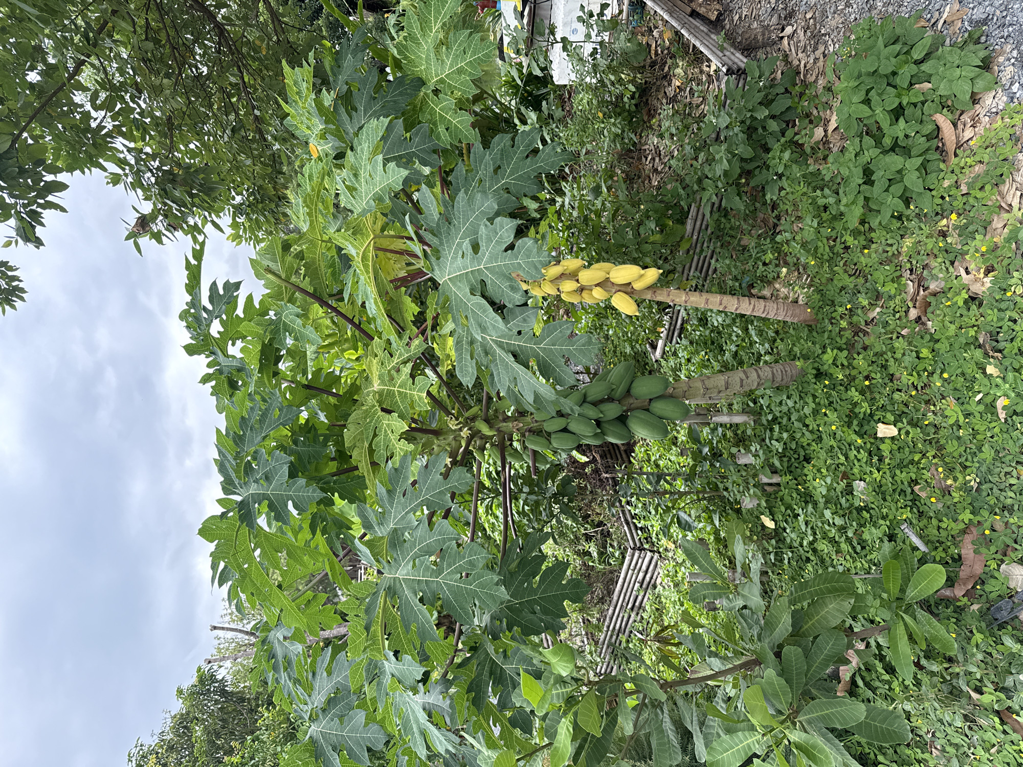 In a slightly overcast outdoor scene in the city of Sai Ma Subdistrict, Thailand, a papaya tree dominates the frame. The tree is laden with green papayas on its lower trunk and a cluster of yellow, ripe papayas higher up. The leaves of the papaya tree are large and distinctively lobed, with prominent veins. Surrounding the papaya tree is lush green ground cover, dotted with small yellow flowers. In the background, other foliage and trees create a dense, verdant environment. A rustic fence, constructed from bamboo or wooden slats, runs horizontally across the middle ground, partially obscured by the vegetation. The ground is a mixture of dirt and gravel. The overall impression is one of a vibrant, natural setting within a tropical or subtropical climate.